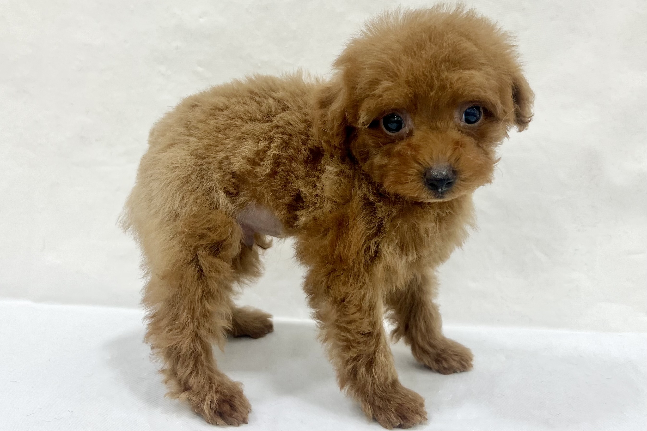 愛知県のトイプードル(トイ) (ファミリーペット リソラ大府店/2026年1月27日生まれ/男の子/レッドフォーン)の子犬の3枚目の画像