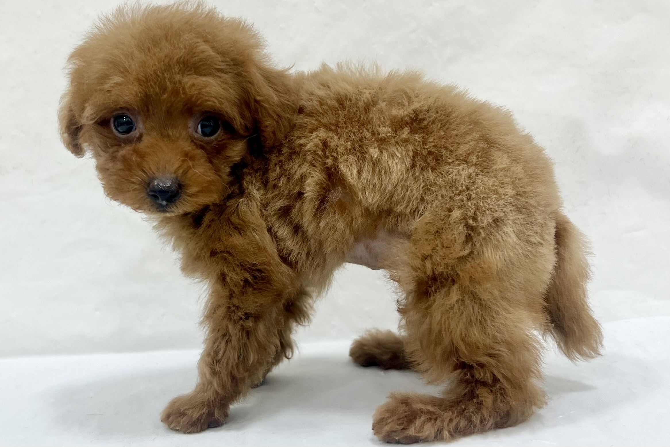 愛知県のトイプードル(トイ) (ファミリーペット リソラ大府店/2026年1月27日生まれ/男の子/レッドフォーン)の子犬の4枚目の画像