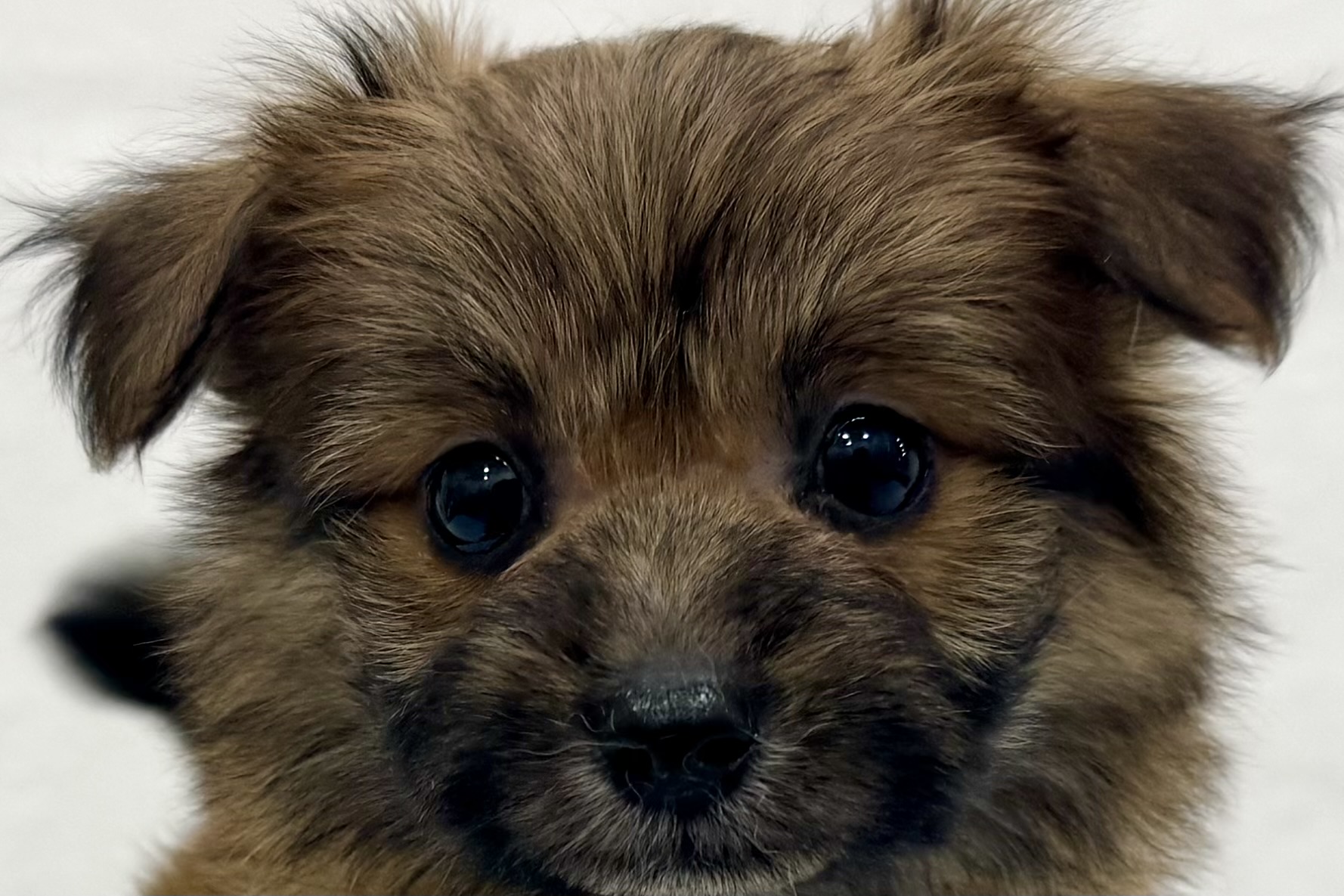 愛知県のハーフ犬・ミックス犬 (ファミリーペット リソラ大府店/2026年1月28日生まれ/女の子/-)の子犬の1枚目の画像