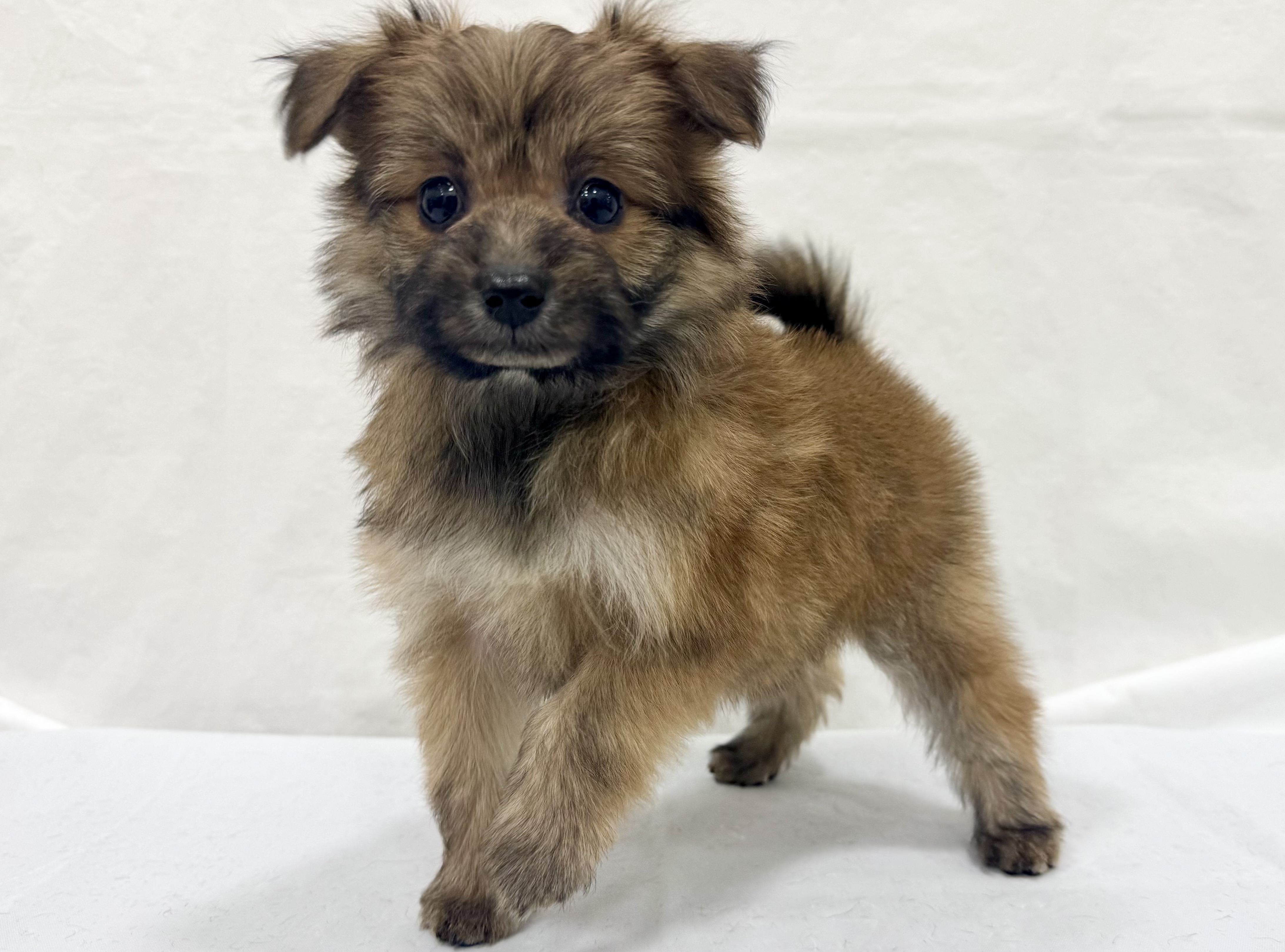 愛知県のハーフ犬・ミックス犬 (ファミリーペット リソラ大府店/2026年1月28日生まれ/女の子/-)の子犬の2枚目の画像