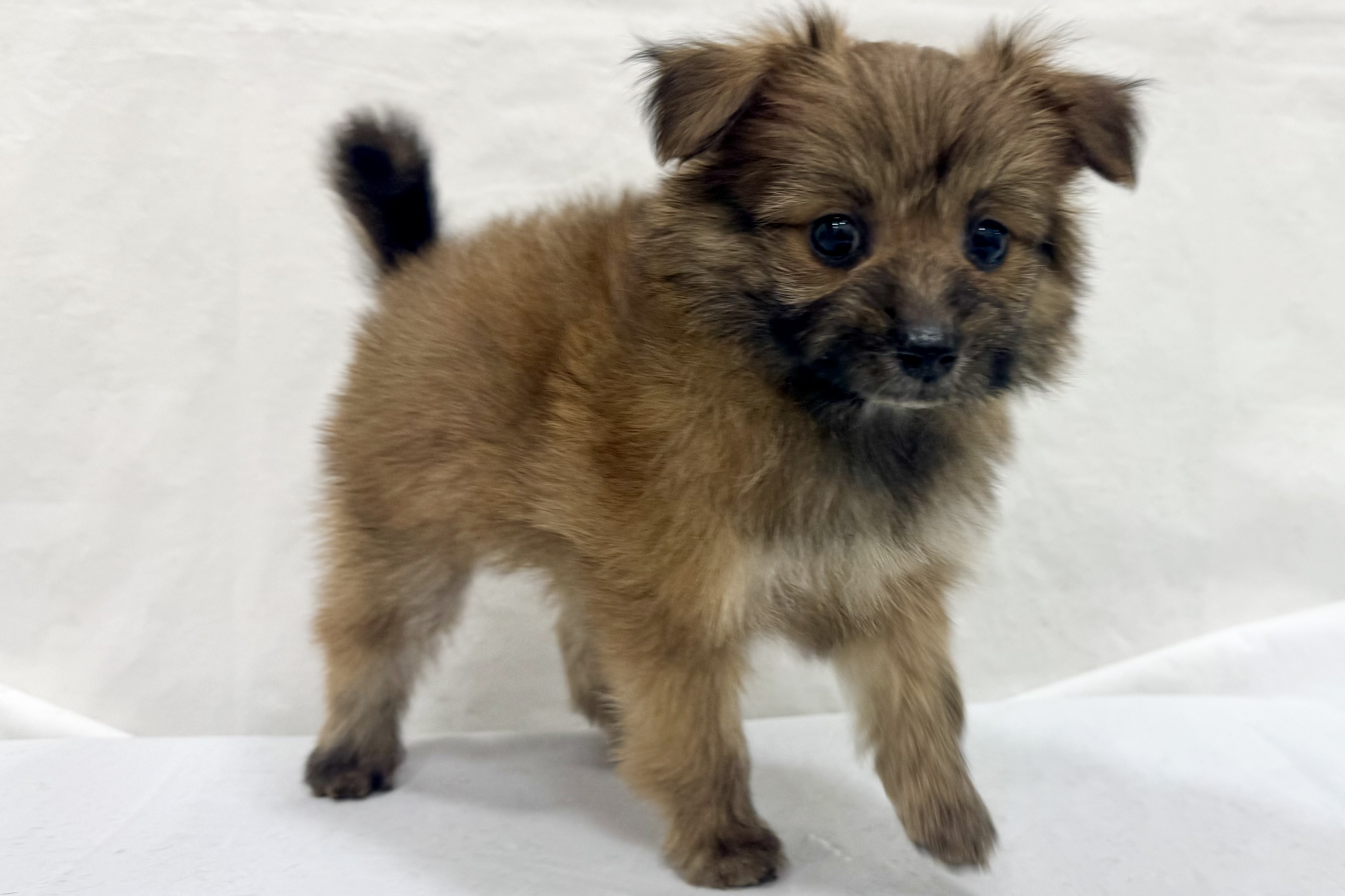 愛知県のハーフ犬・ミックス犬 (ファミリーペット リソラ大府店/2026年1月28日生まれ/女の子/-)の子犬の3枚目の画像