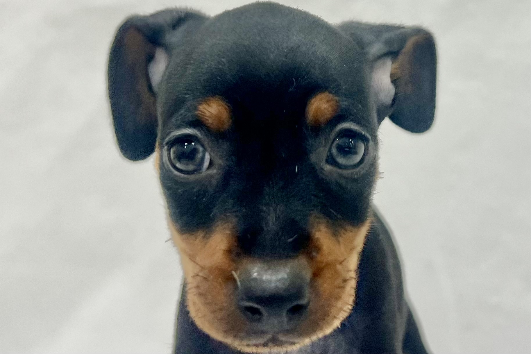 愛知県のミニチュアピンシャー (ファミリーペット リソラ大府店/2026年1月28日生まれ/女の子/ブラックタン)の子犬の1枚目の画像