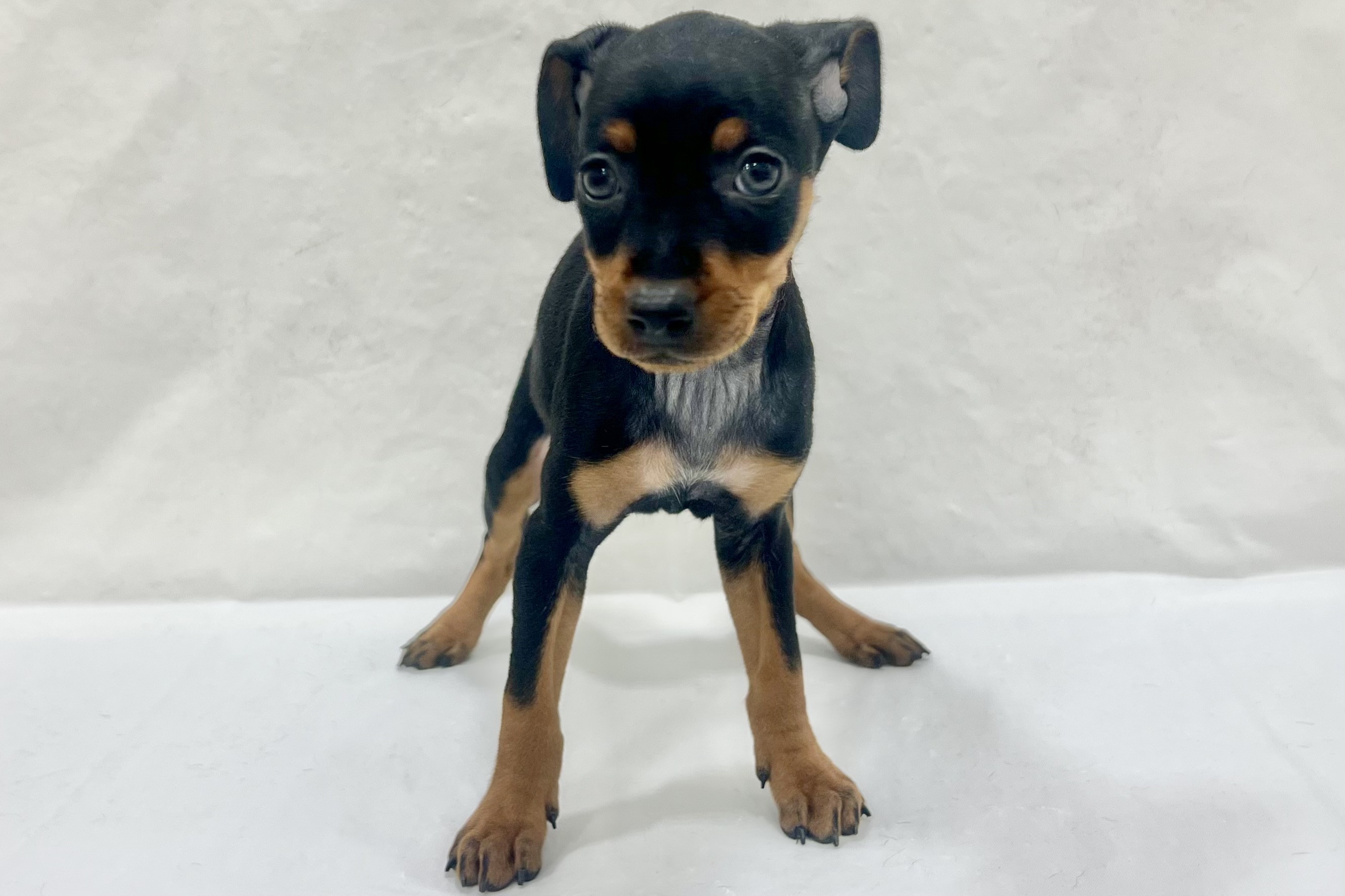 愛知県のミニチュアピンシャー (ファミリーペット リソラ大府店/2026年1月28日生まれ/女の子/ブラックタン)の子犬の2枚目の画像