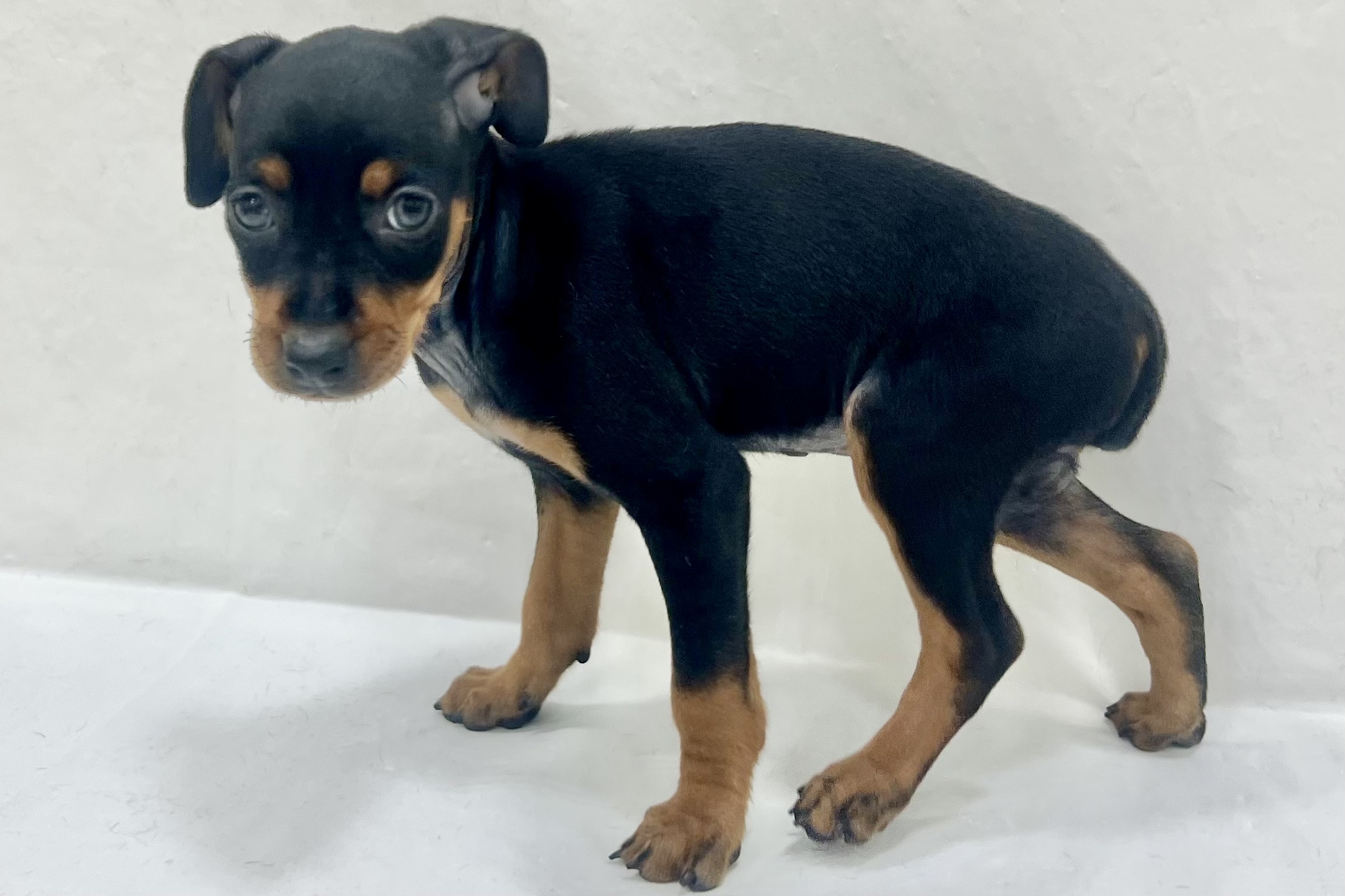 愛知県のミニチュアピンシャー (ファミリーペット リソラ大府店/2026年1月28日生まれ/女の子/ブラックタン)の子犬の4枚目の画像