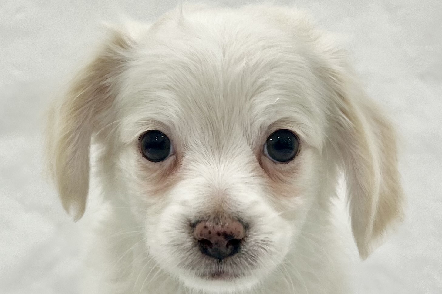 愛知県のハーフ犬・ミックス犬 (ファミリーペット リソラ大府店/2026年1月27日生まれ/男の子/-)の子犬の1枚目の画像