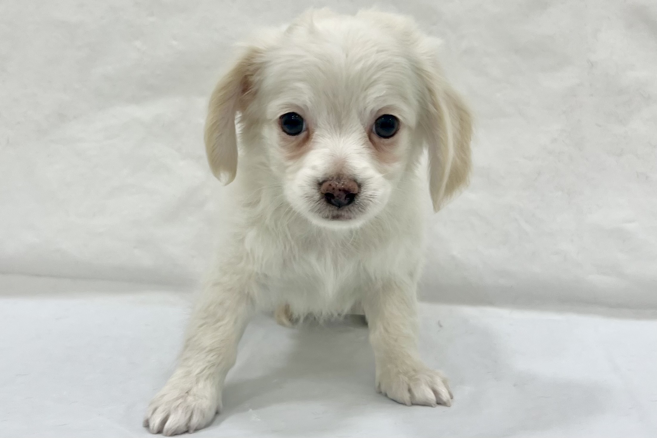 愛知県のハーフ犬・ミックス犬 (ファミリーペット リソラ大府店/2026年1月27日生まれ/男の子/-)の子犬の2枚目の画像