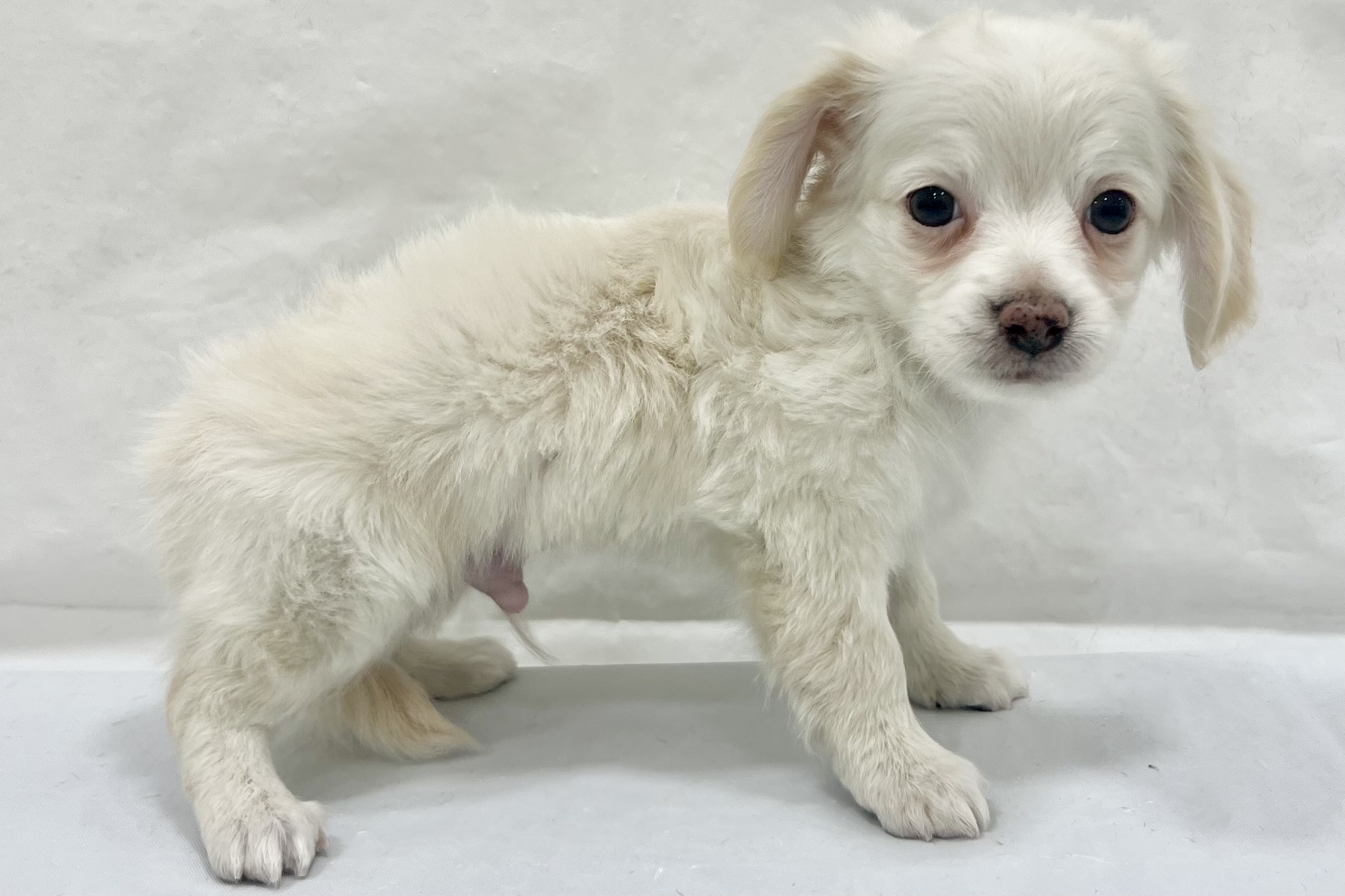 愛知県のハーフ犬・ミックス犬 (ファミリーペット リソラ大府店/2026年1月27日生まれ/男の子/-)の子犬の3枚目の画像