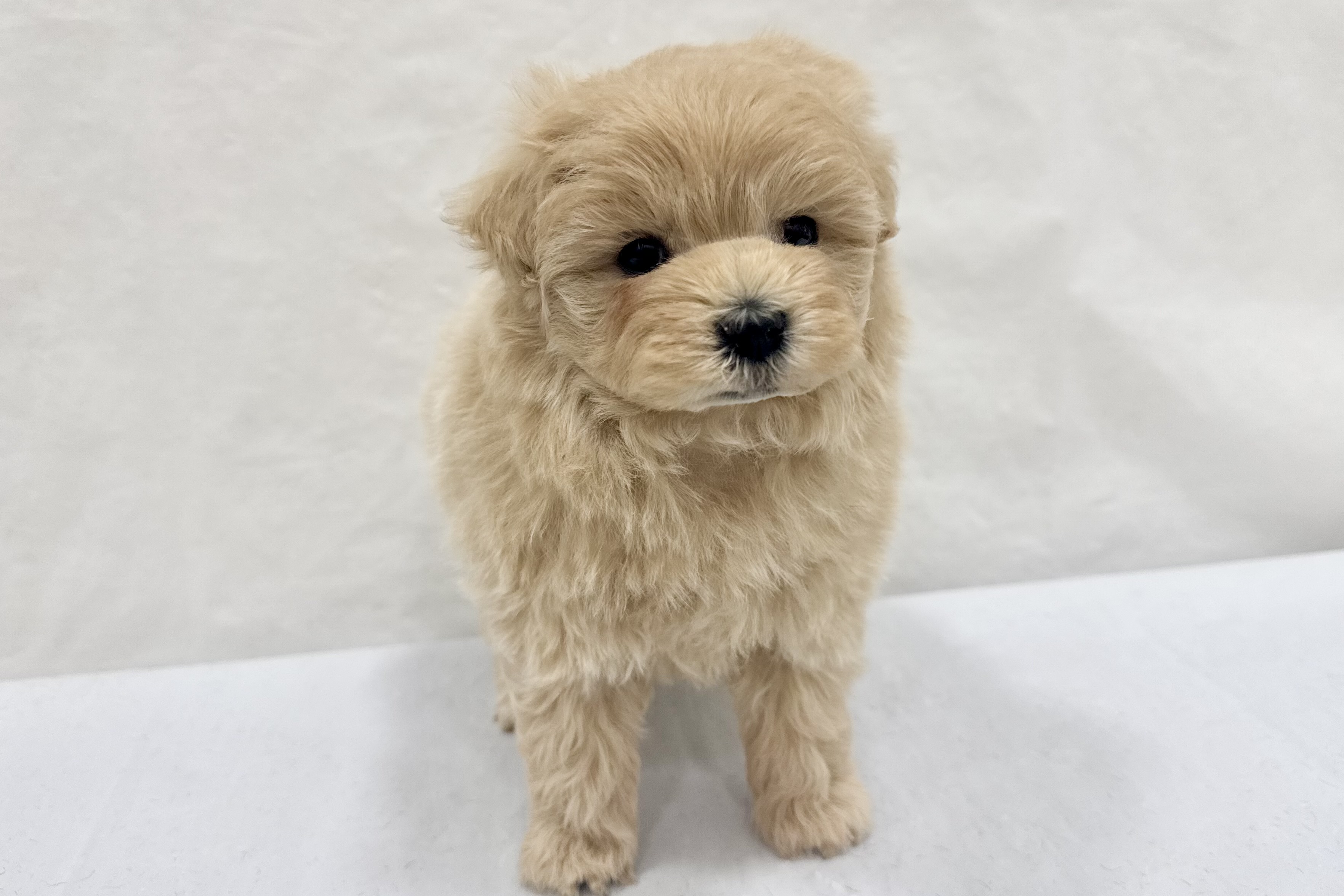 愛知県のハーフ犬・ミックス犬 (ファミリーペット リソラ大府店/2026年1月25日生まれ/女の子/-)の子犬の2枚目の画像