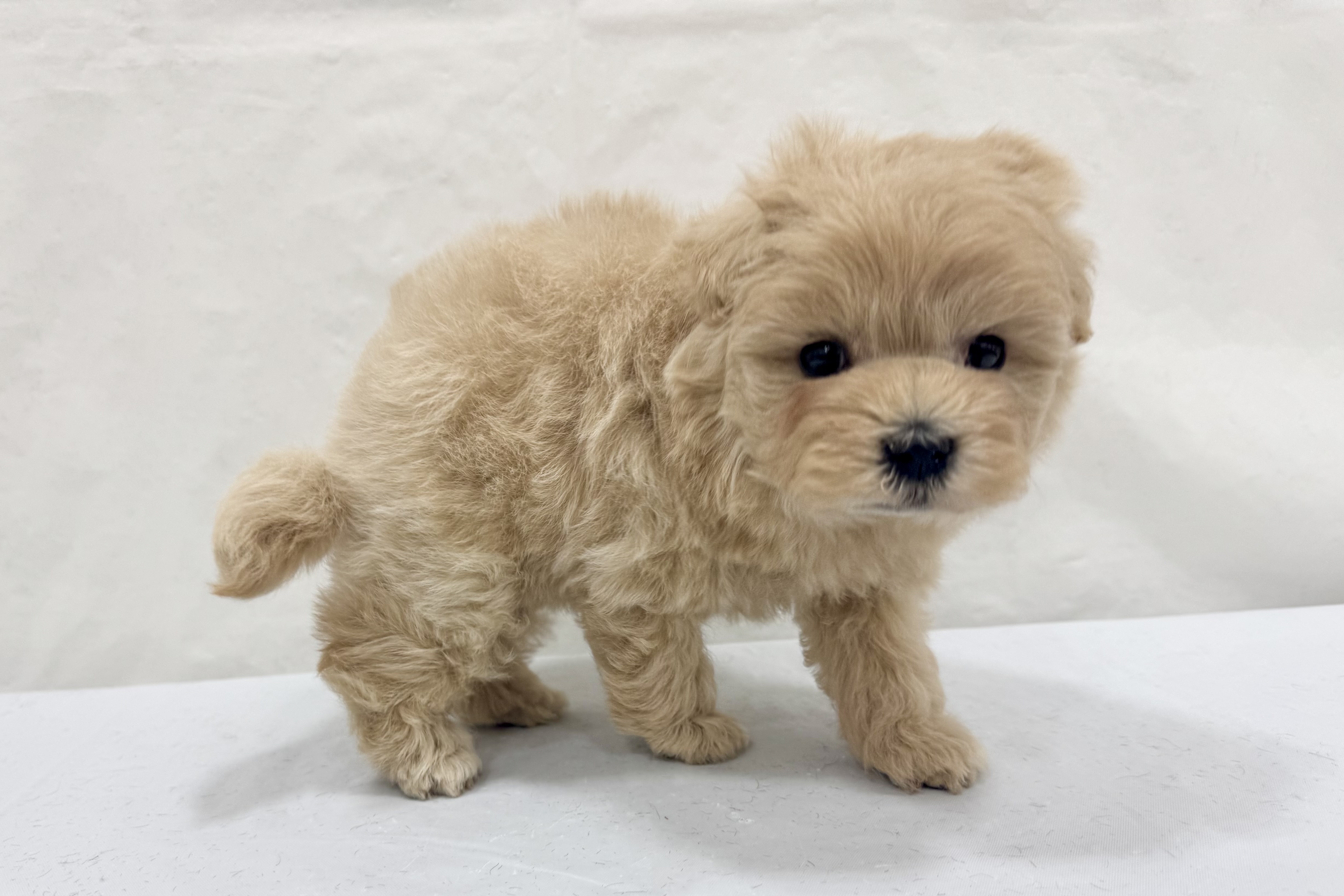 愛知県のハーフ犬・ミックス犬 (ファミリーペット リソラ大府店/2026年1月25日生まれ/女の子/-)の子犬の3枚目の画像