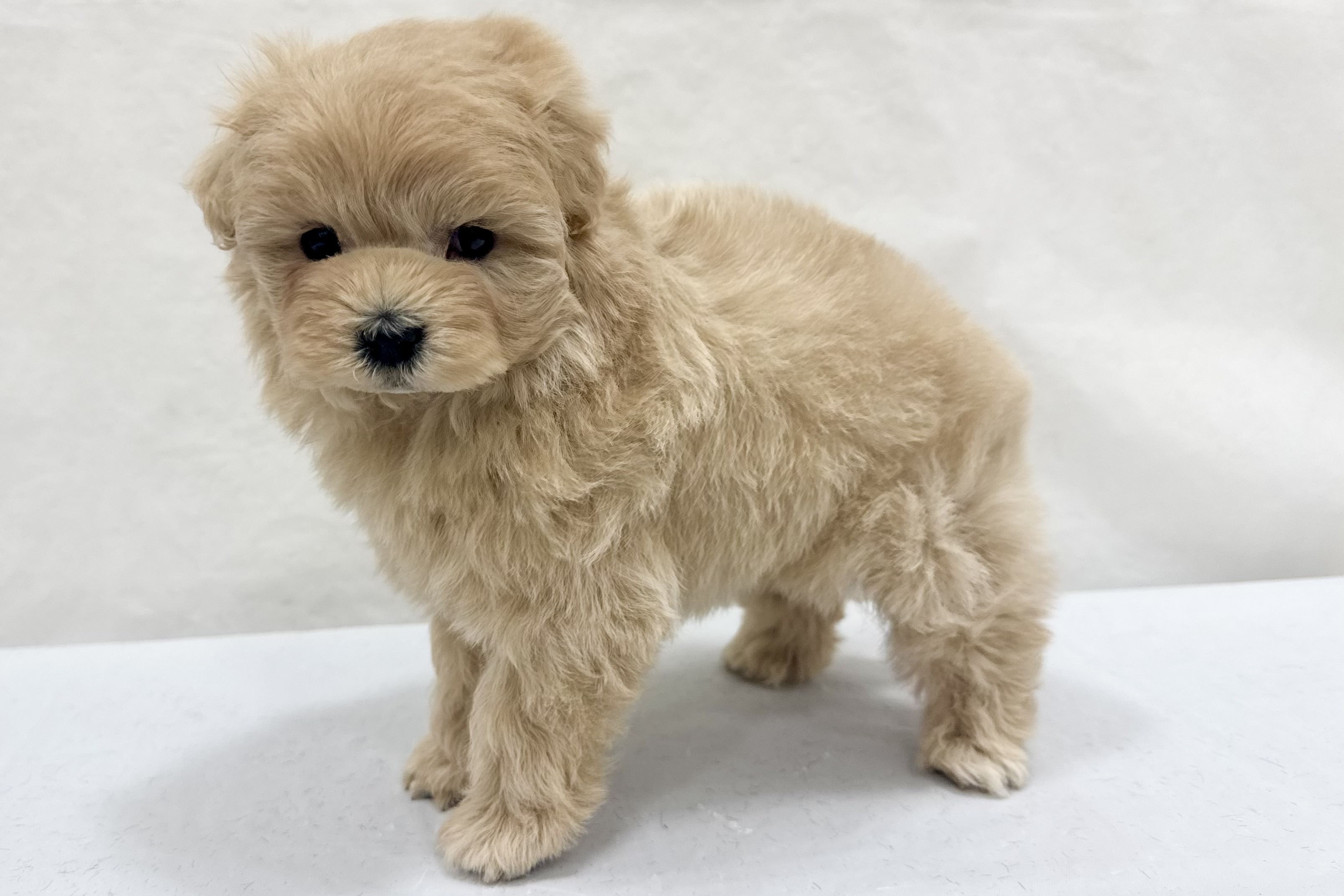 愛知県のハーフ犬・ミックス犬 (ファミリーペット リソラ大府店/2026年1月25日生まれ/女の子/-)の子犬の4枚目の画像