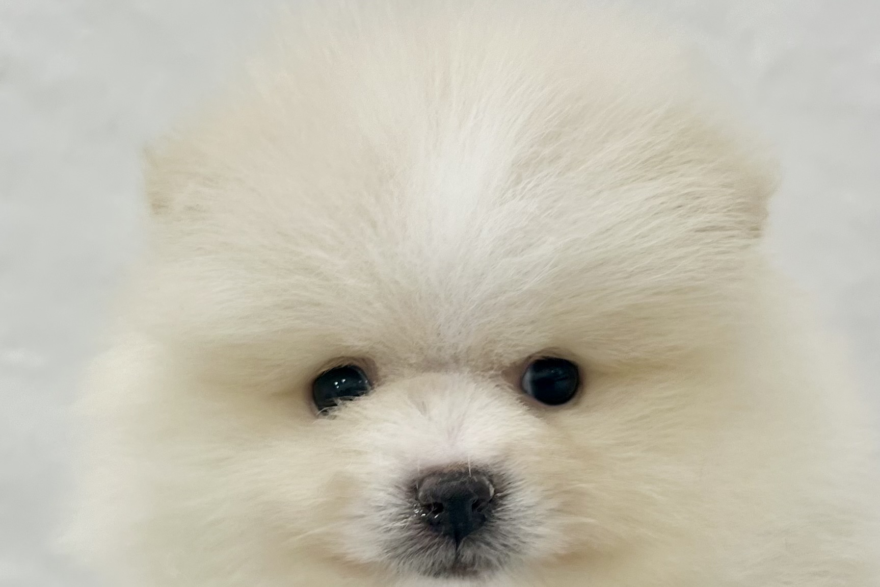 愛知県のポメラニアン (ファミリーペット リソラ大府店/2026年1月27日生まれ/男の子/クリーム)の子犬の1枚目の画像