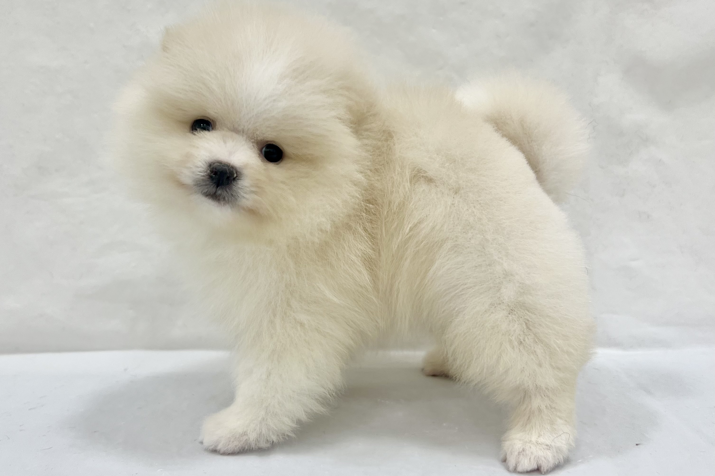 愛知県のポメラニアン (ファミリーペット リソラ大府店/2026年1月27日生まれ/男の子/クリーム)の子犬の3枚目の画像