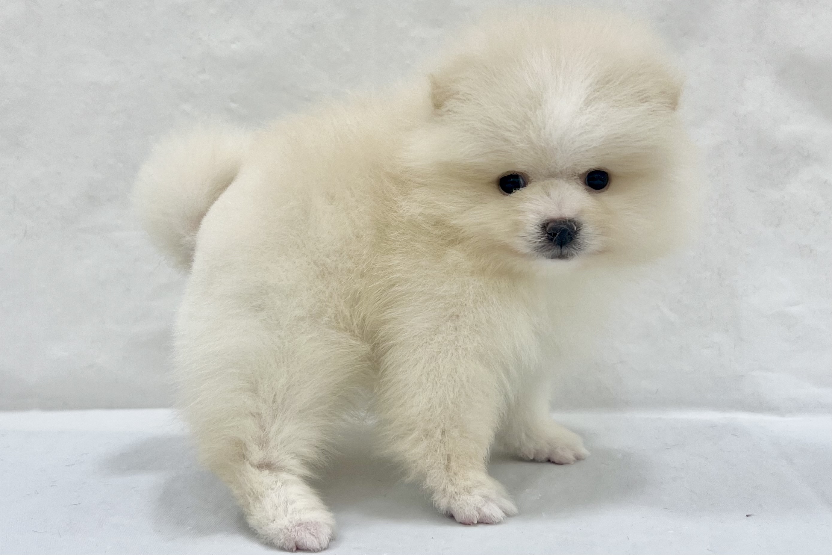 愛知県のポメラニアン (ファミリーペット リソラ大府店/2026年1月27日生まれ/男の子/クリーム)の子犬の4枚目の画像