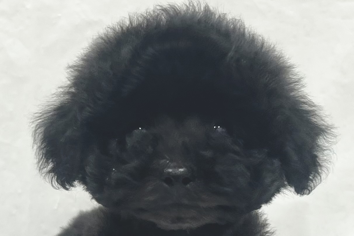 愛知県のトイプードル(トイ) (ファミリーペット リソラ大府店/2026年1月22日生まれ/男の子/ブラック)の子犬の1枚目の画像