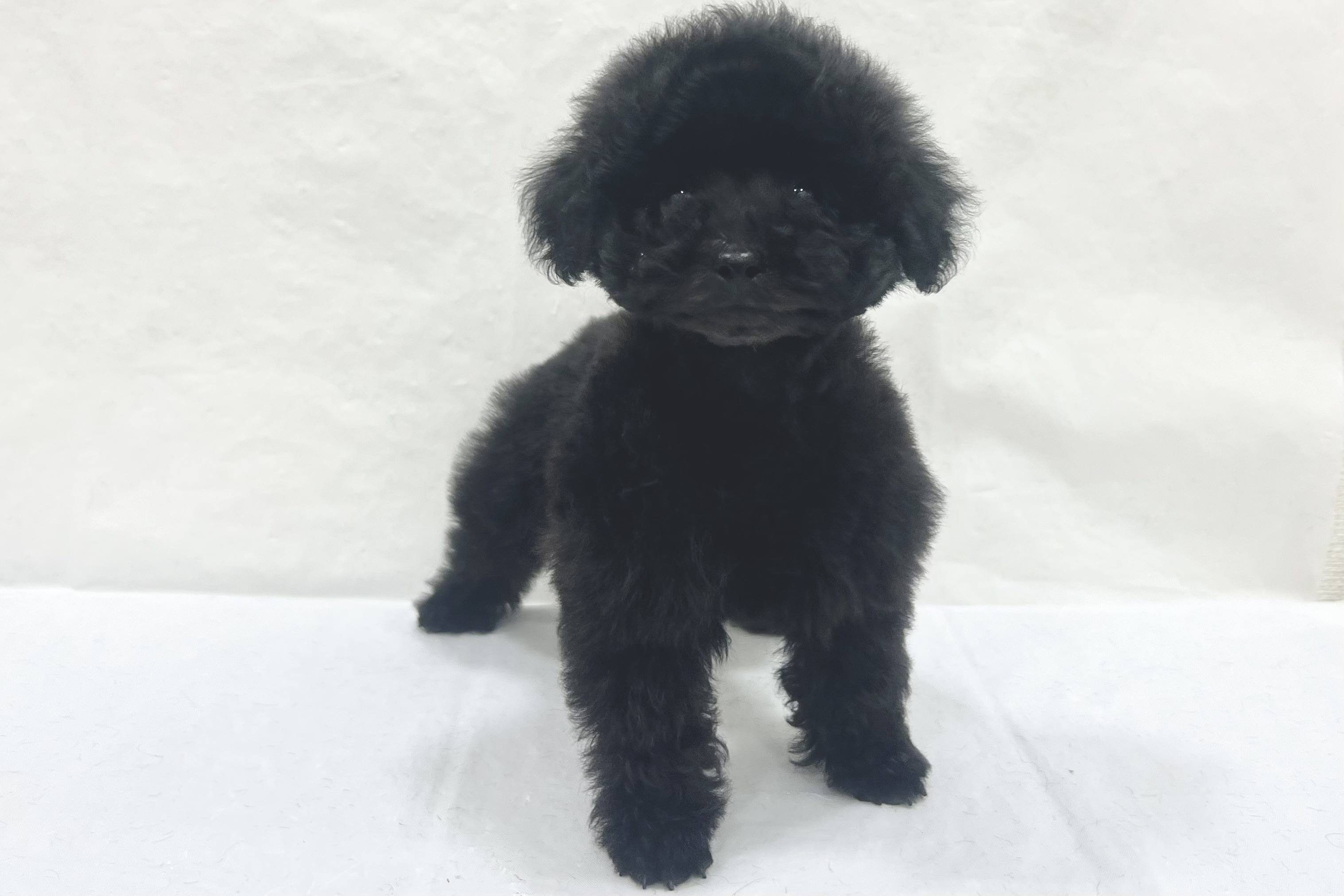 愛知県のトイプードル(トイ) (ファミリーペット リソラ大府店/2026年1月22日生まれ/男の子/ブラック)の子犬の2枚目の画像