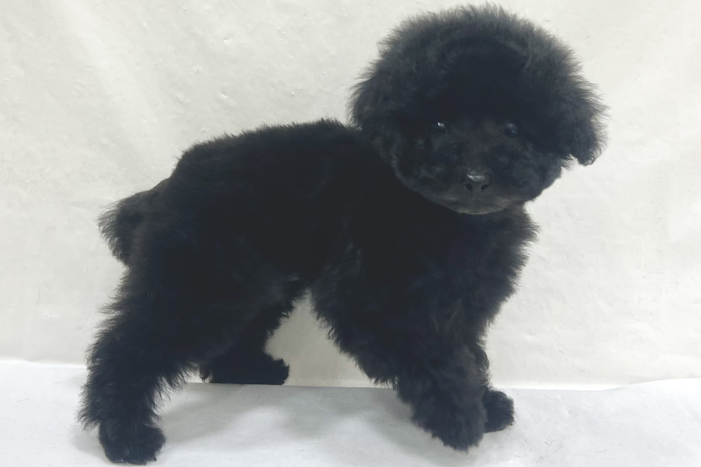 愛知県のトイプードル(トイ) (ファミリーペット リソラ大府店/2026年1月22日生まれ/男の子/ブラック)の子犬の3枚目の画像