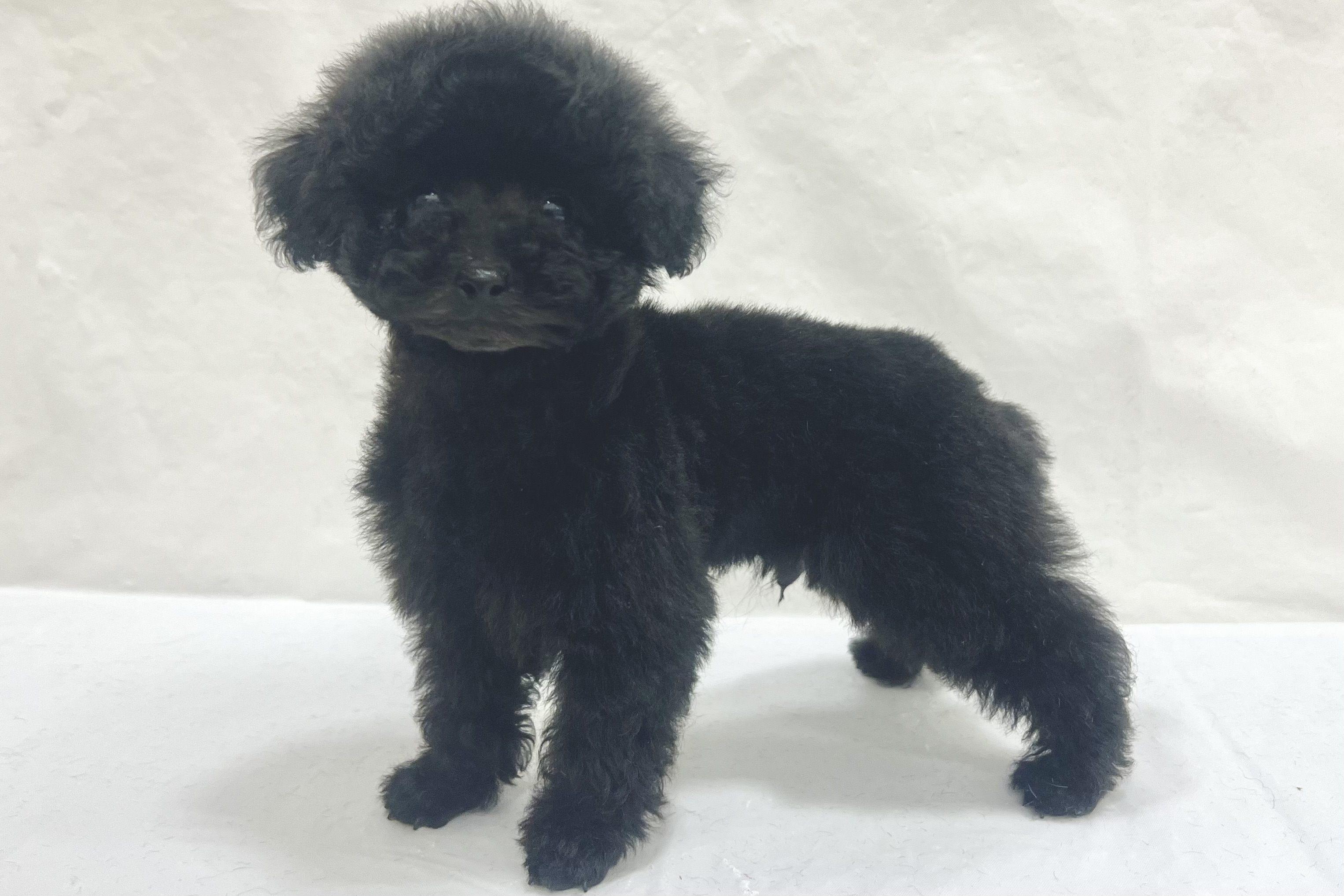 愛知県のトイプードル(トイ) (ファミリーペット リソラ大府店/2026年1月22日生まれ/男の子/ブラック)の子犬の4枚目の画像