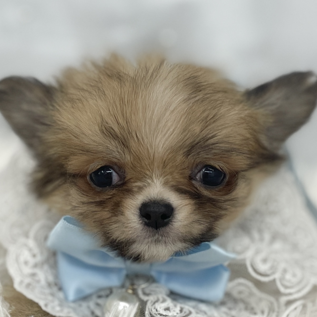 愛知県のチワワ(ロング) (ファミリーペット 豊明店/2026年1月30日生まれ/男の子/レッドホワイト)の子犬の1枚目の画像