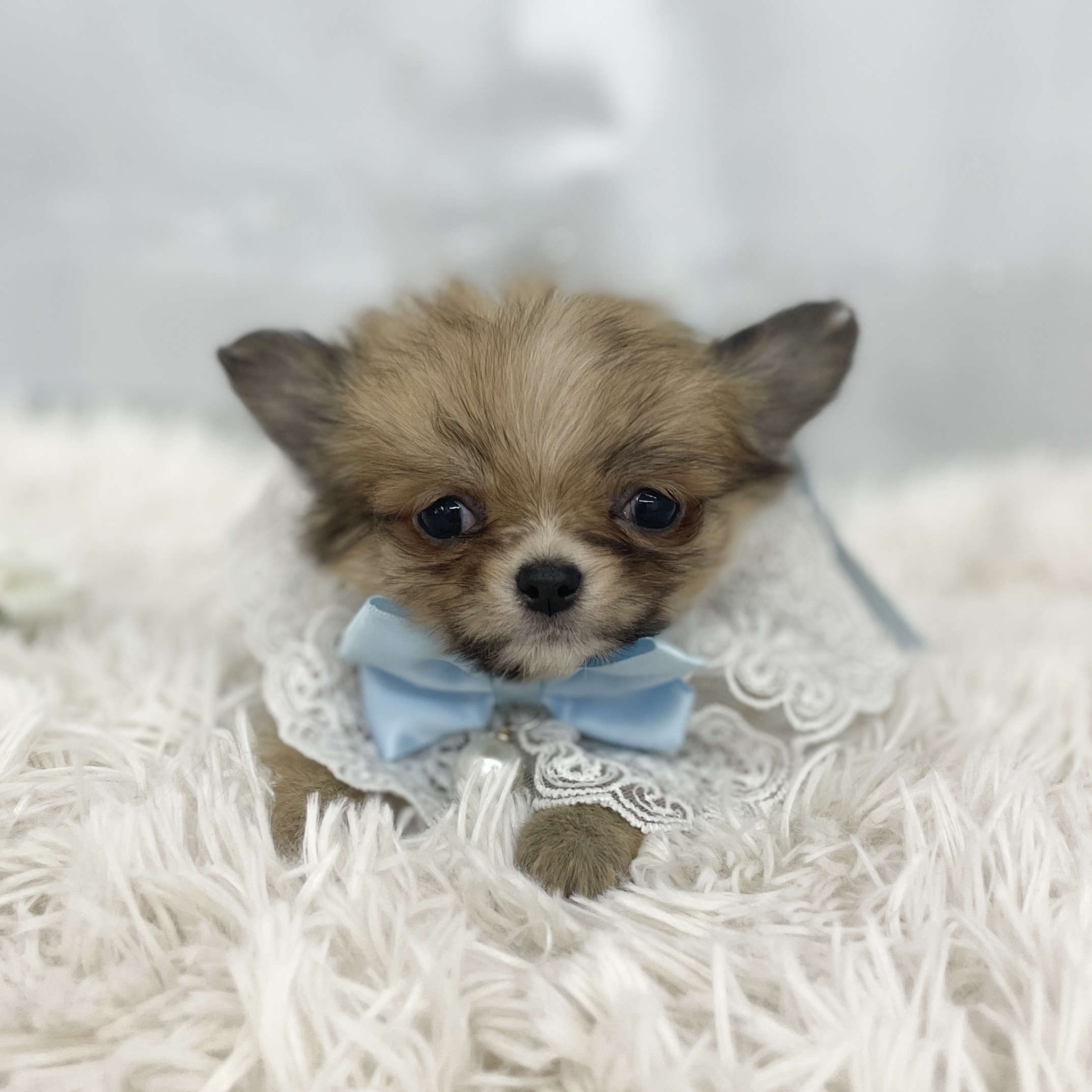 愛知県のチワワ(ロング) (ファミリーペット 豊明店/2026年1月30日生まれ/男の子/レッドホワイト)の子犬の2枚目の画像