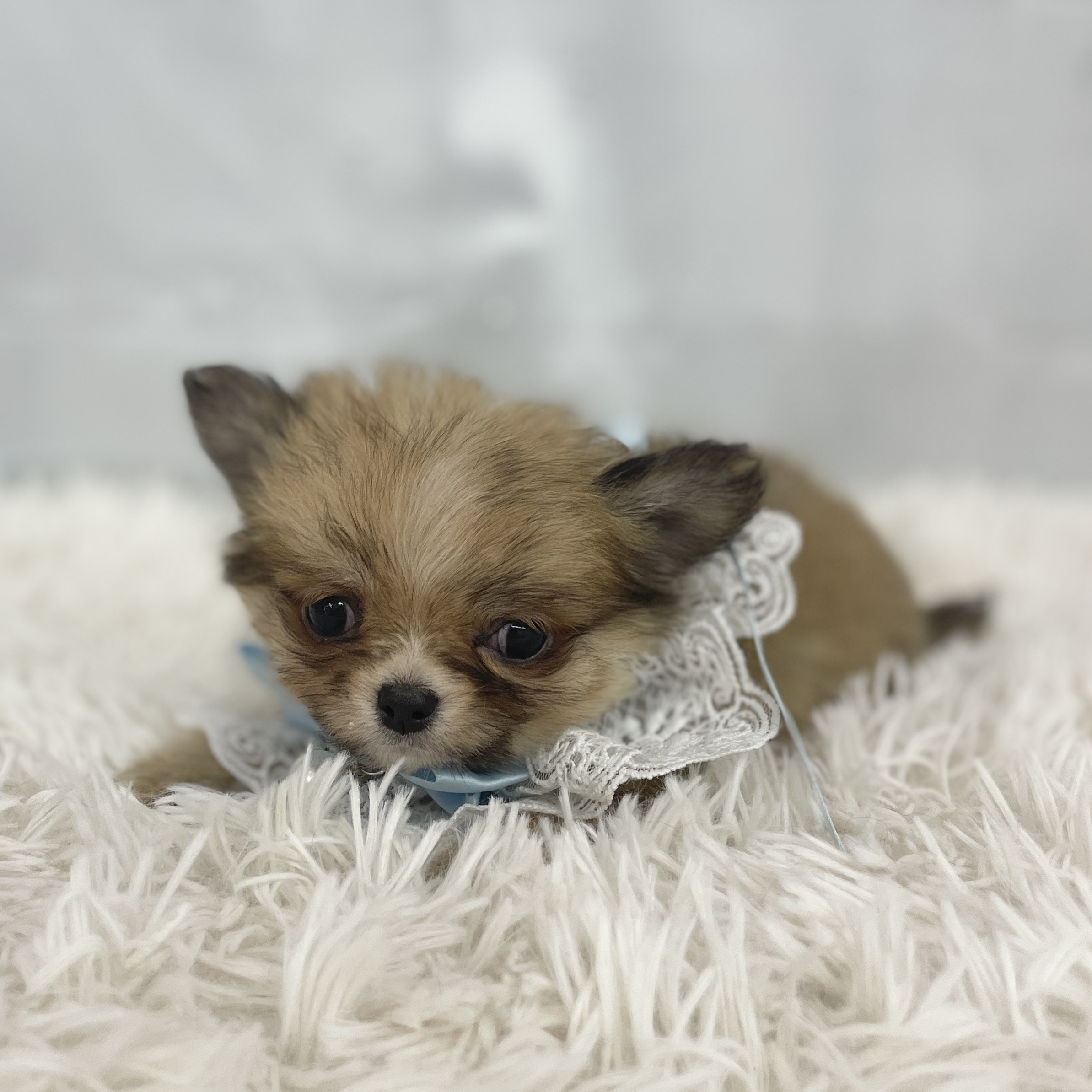 愛知県のチワワ(ロング) (ファミリーペット 豊明店/2026年1月30日生まれ/男の子/レッドホワイト)の子犬の3枚目の画像