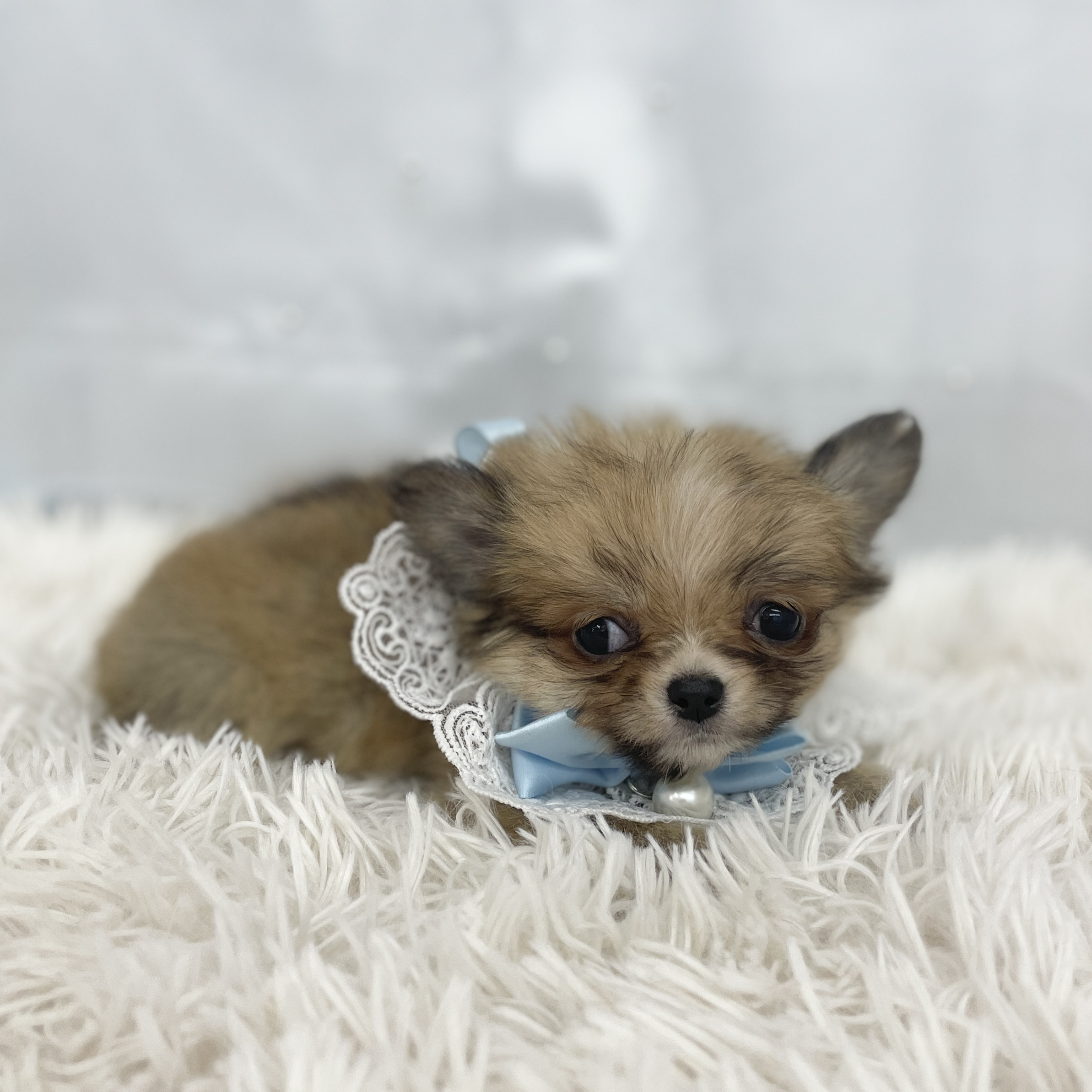 愛知県のチワワ(ロング) (ファミリーペット 豊明店/2026年1月30日生まれ/男の子/レッドホワイト)の子犬の4枚目の画像