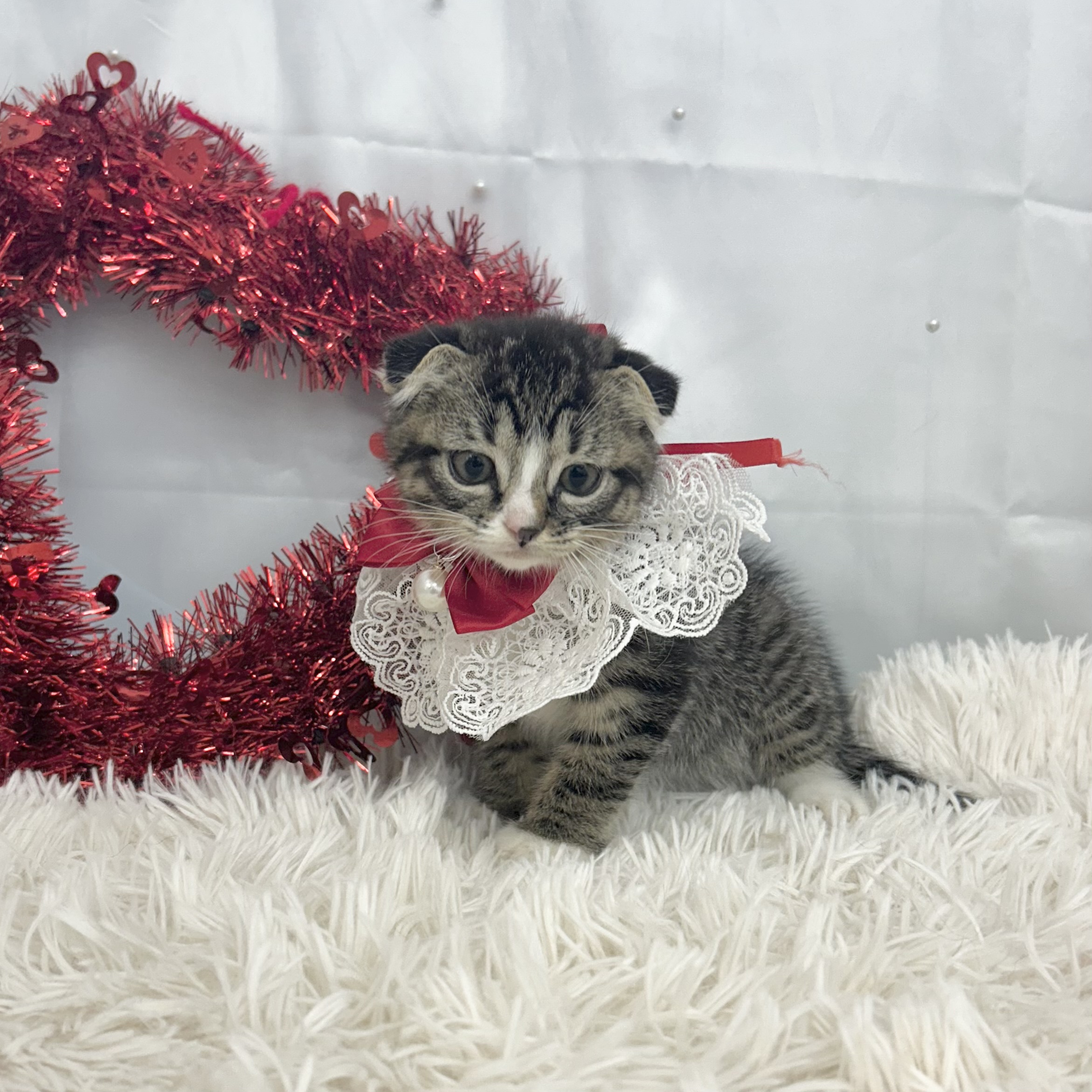 愛知県のスコティッシュフォールド (ファミリーペット 豊明店/2026年2月1日生まれ/女の子/ブラウンタビーホワイト)の子猫の2枚目の画像