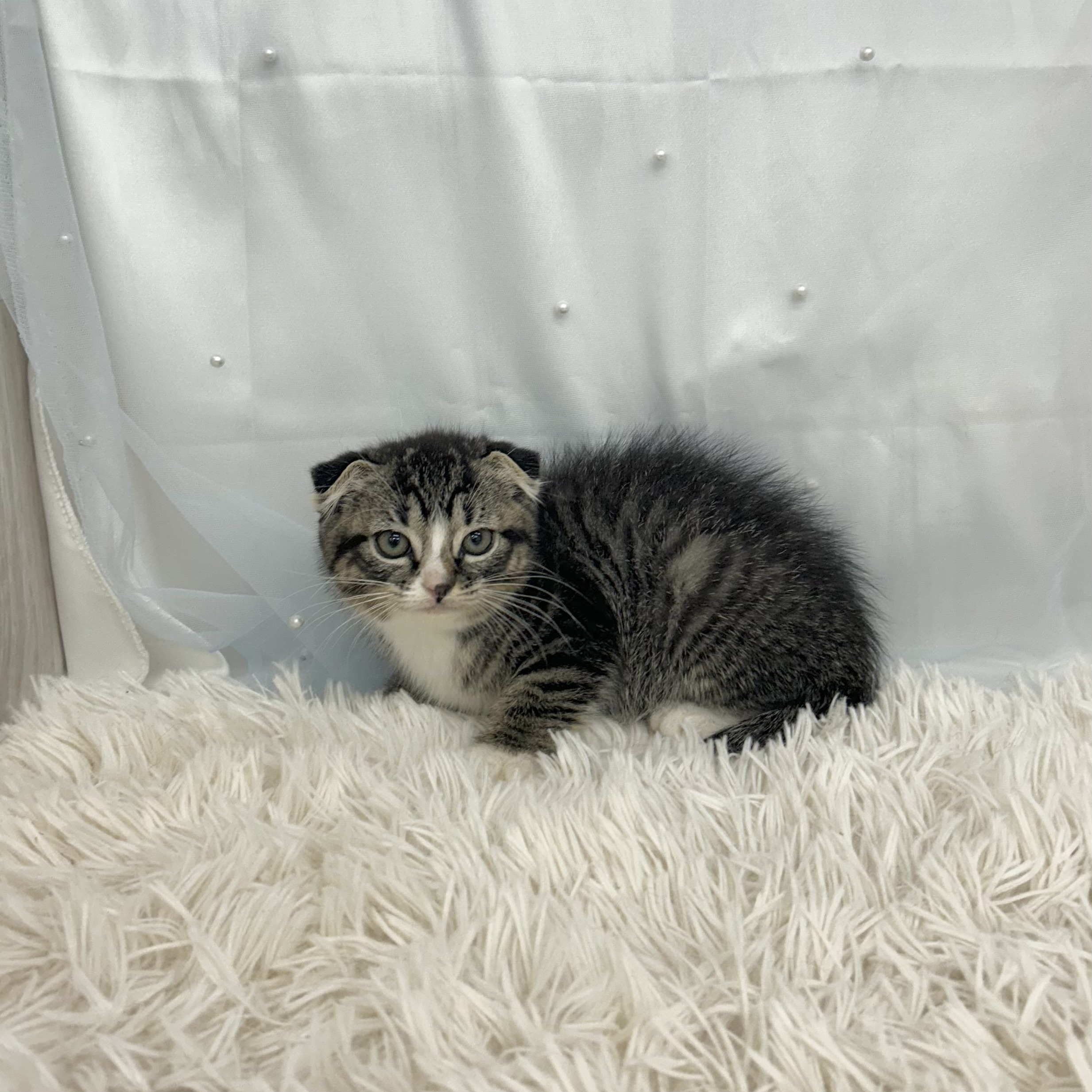 愛知県のスコティッシュフォールド (ファミリーペット 豊明店/2026年2月1日生まれ/女の子/ブラウンタビーホワイト)の子猫の3枚目の画像
