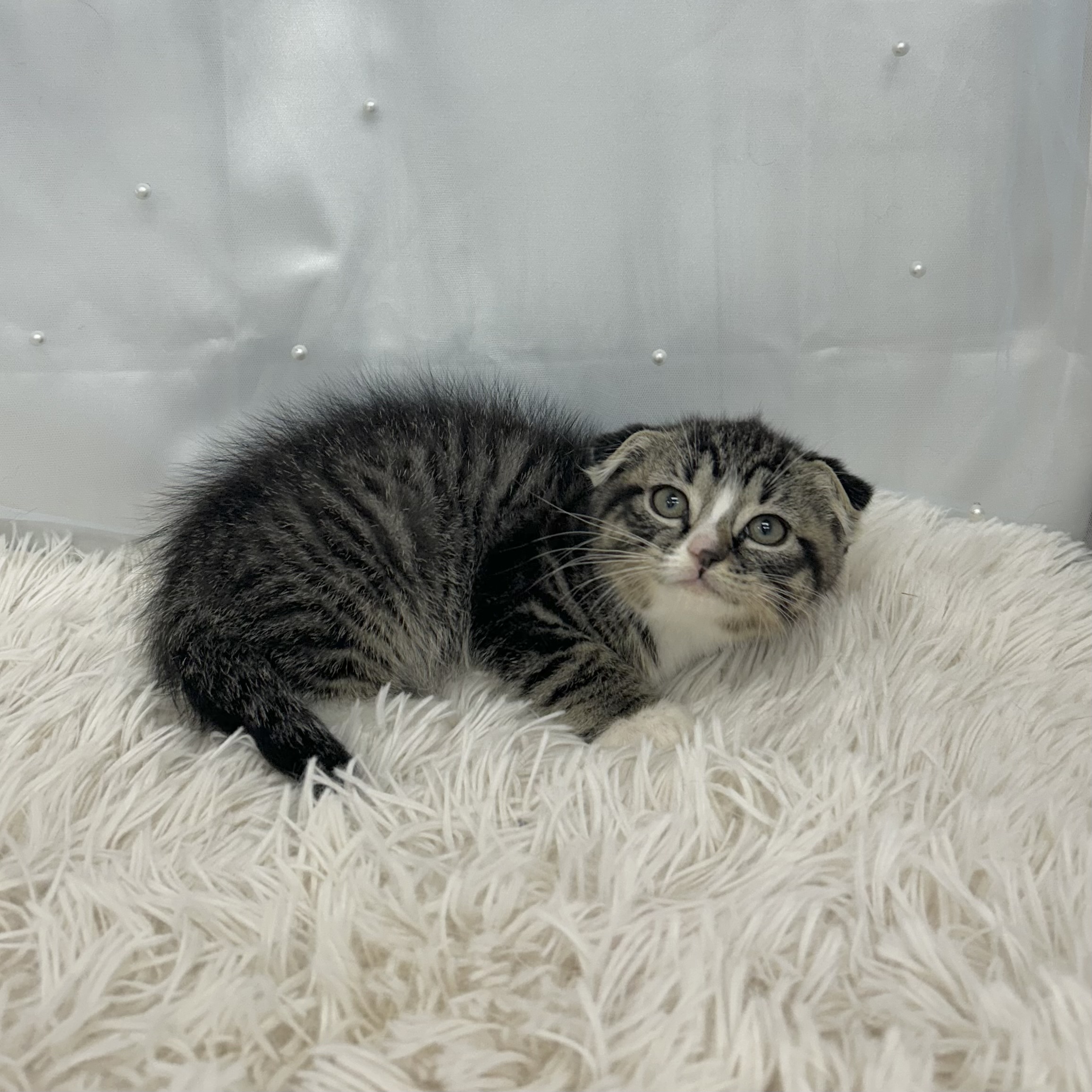 愛知県のスコティッシュフォールド (ファミリーペット 豊明店/2026年2月1日生まれ/女の子/ブラウンタビーホワイト)の子猫の4枚目の画像