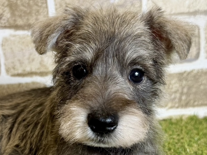 大阪府のミニチュアシュナウザー (ファミリーペット with 高槻店/2026年2月1日生まれ/男の子/ソルトペッパー)の子犬の1枚目の画像