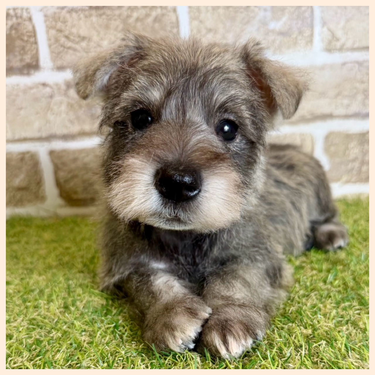 大阪府のミニチュアシュナウザー (ファミリーペット with 高槻店/2026年2月1日生まれ/男の子/ソルトペッパー)の子犬の2枚目の画像