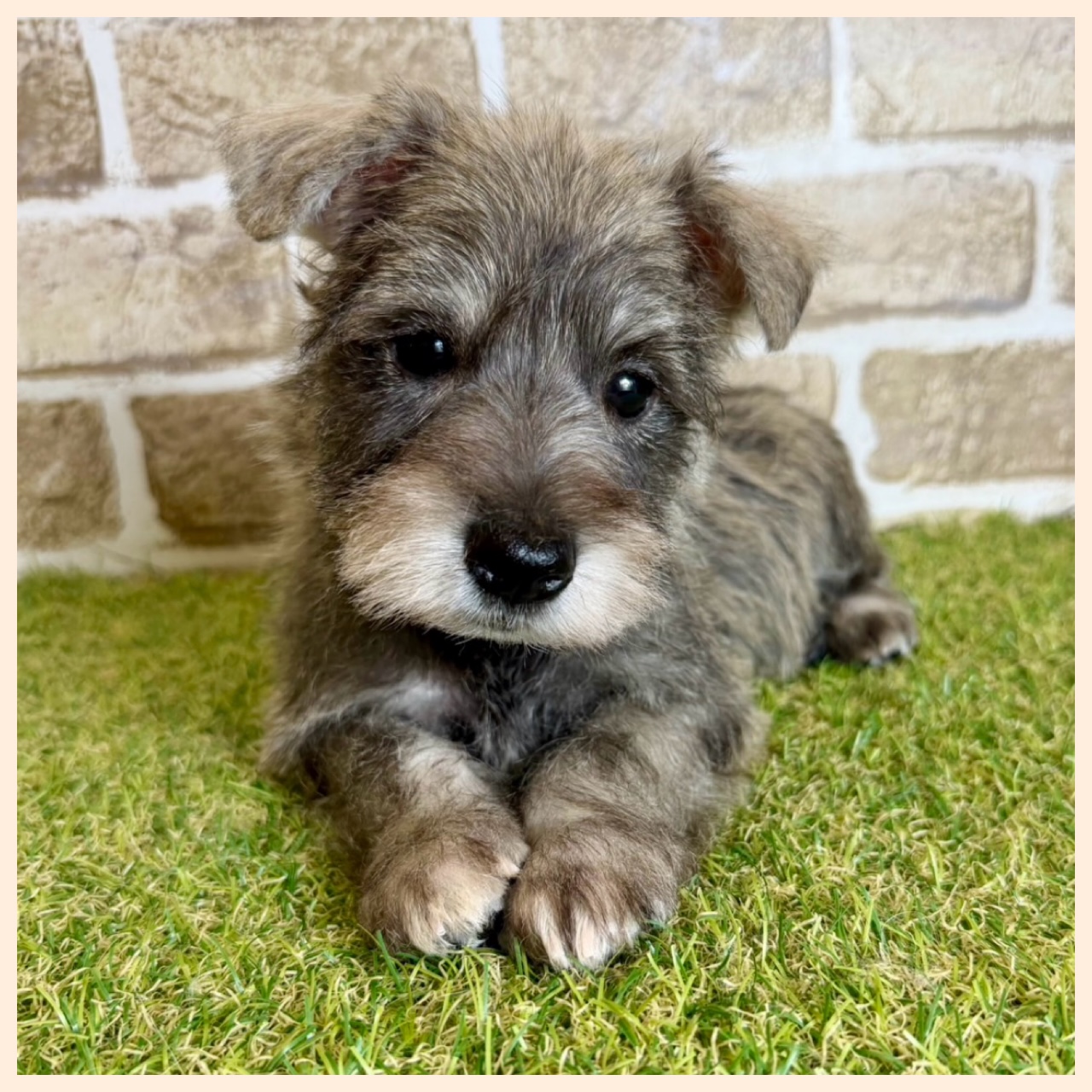 大阪府のミニチュアシュナウザー (ファミリーペット with 高槻店/2026年2月1日生まれ/男の子/ソルトペッパー)の子犬の3枚目の画像