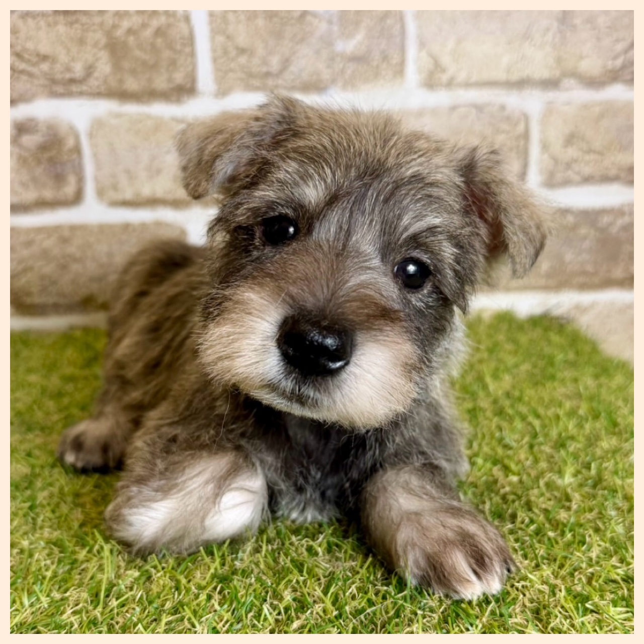 大阪府のミニチュアシュナウザー (ファミリーペット with 高槻店/2026年2月1日生まれ/男の子/ソルトペッパー)の子犬の4枚目の画像