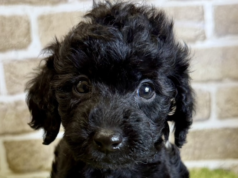 大阪府のトイプードル(トイ) (ファミリーペット with 高槻店/2026年1月31日生まれ/女の子/ブラック)の子犬の1枚目の画像