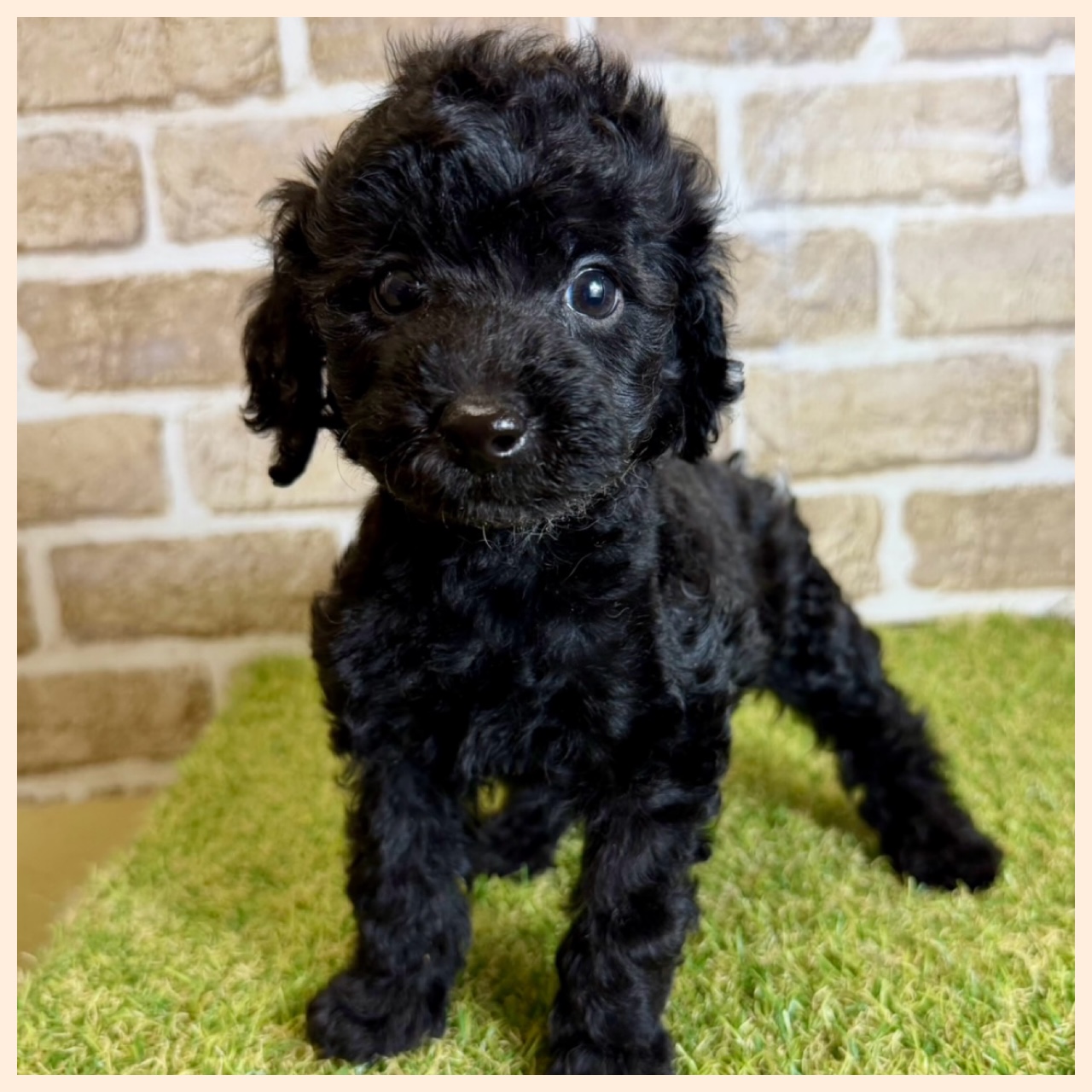 大阪府のトイプードル(トイ) (ファミリーペット with 高槻店/2026年1月31日生まれ/女の子/ブラック)の子犬の2枚目の画像