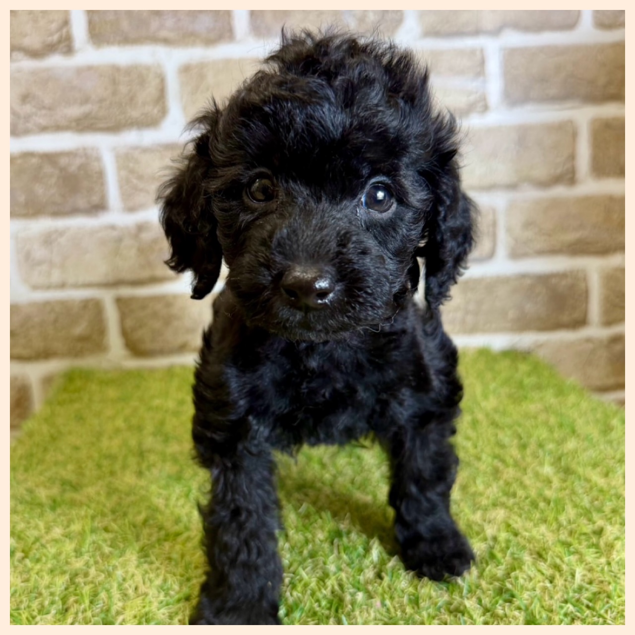 大阪府のトイプードル(トイ) (ファミリーペット with 高槻店/2026年1月31日生まれ/女の子/ブラック)の子犬の3枚目の画像