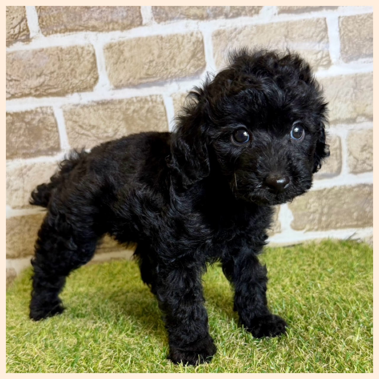 大阪府のトイプードル(トイ) (ファミリーペット with 高槻店/2026年1月31日生まれ/女の子/ブラック)の子犬の4枚目の画像