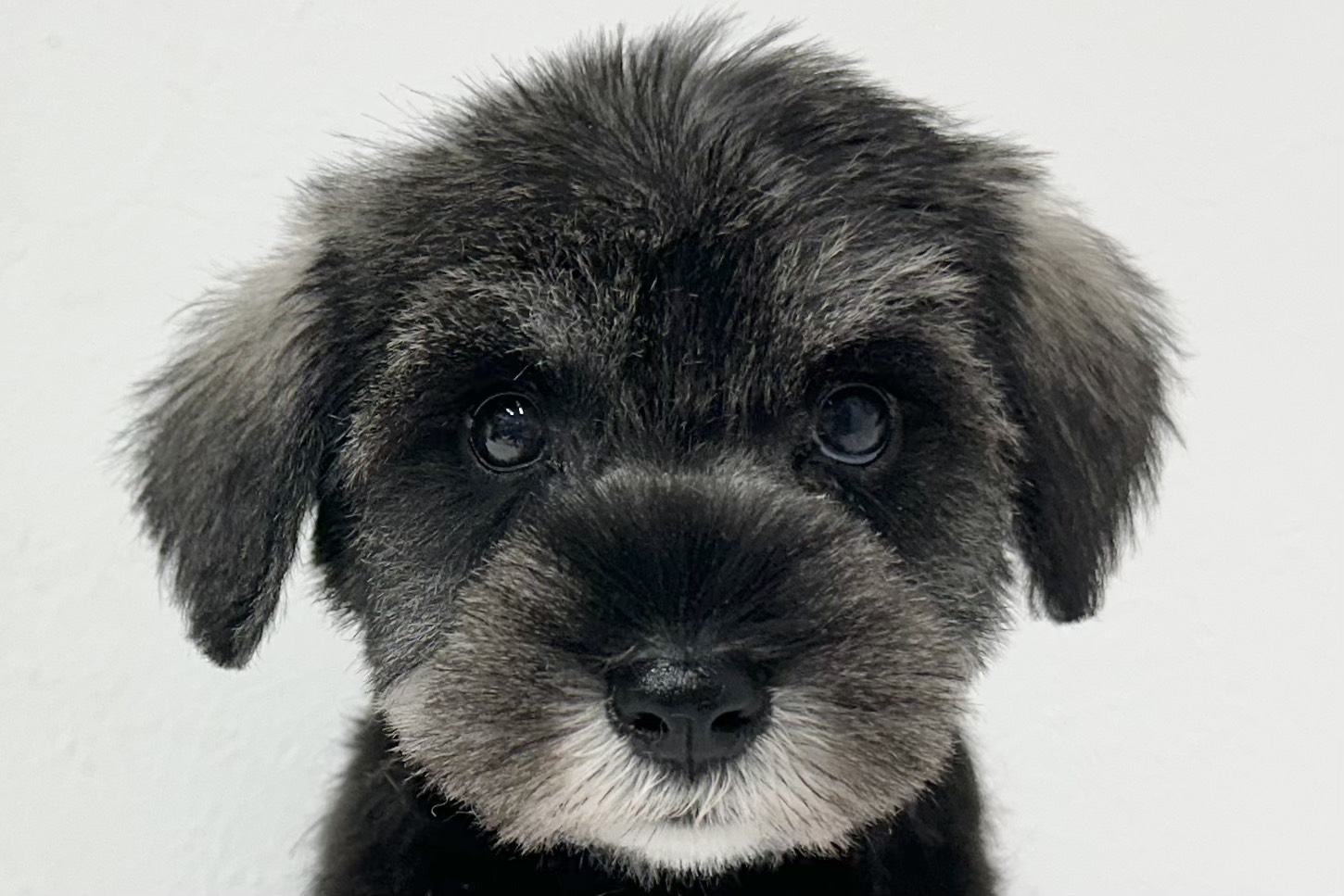 愛知県のミニチュアシュナウザー (ファミリーペット 鳴海店/2026年2月3日生まれ/男の子/ソルトペッパー)の子犬の1枚目の画像