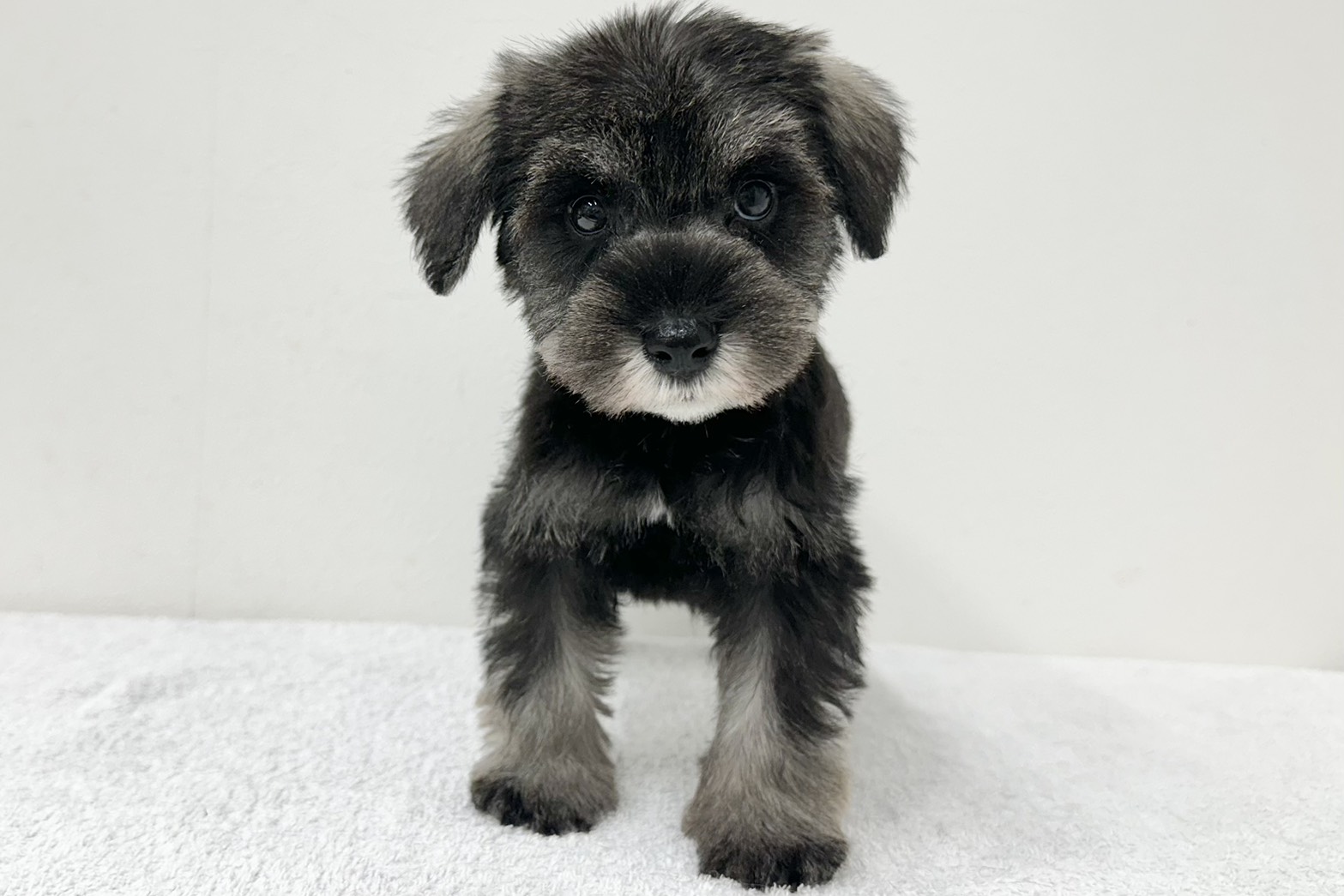 愛知県のミニチュアシュナウザー (ファミリーペット 鳴海店/2026年2月3日生まれ/男の子/ソルトペッパー)の子犬の2枚目の画像