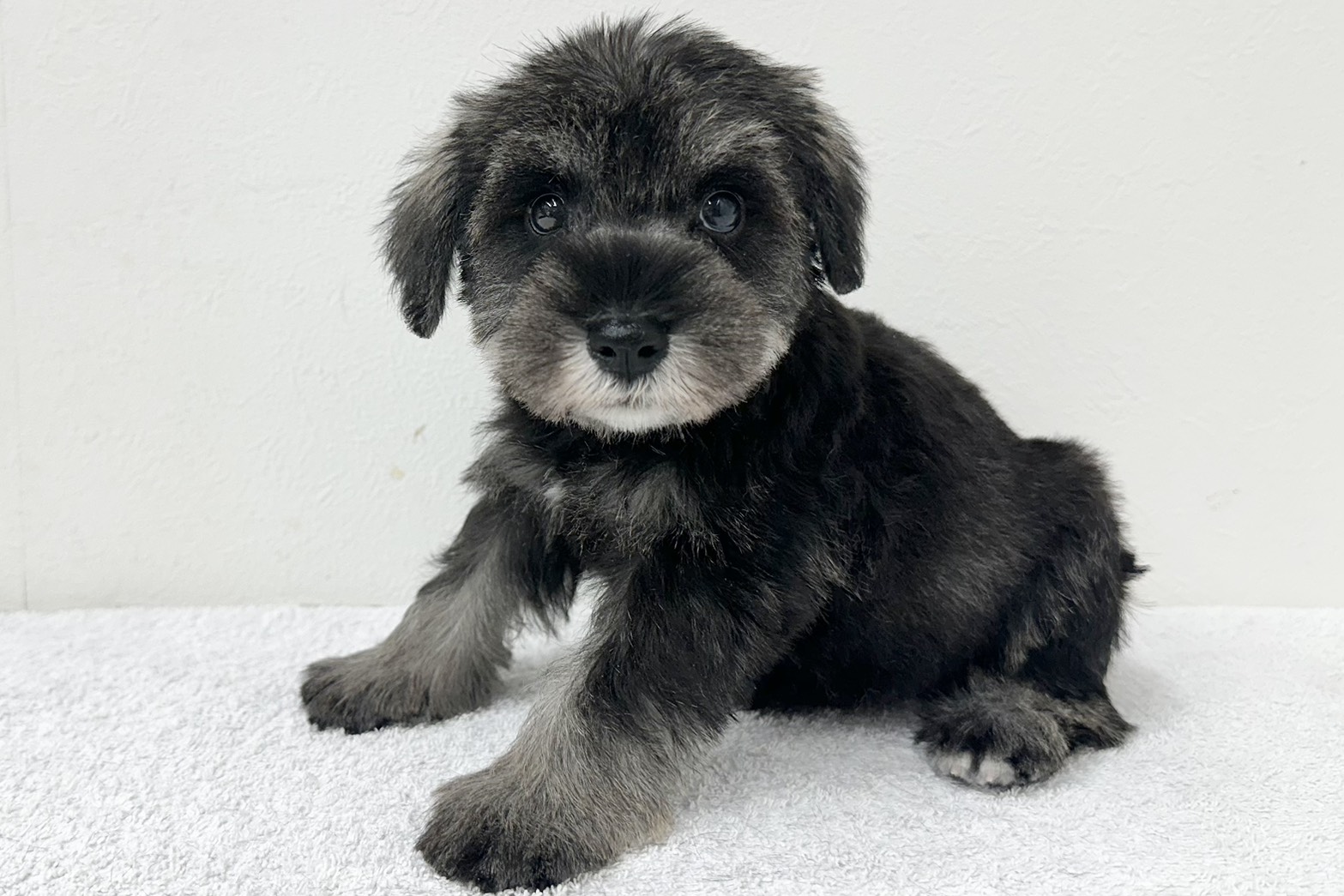 愛知県のミニチュアシュナウザー (ファミリーペット 鳴海店/2026年2月3日生まれ/男の子/ソルトペッパー)の子犬の3枚目の画像