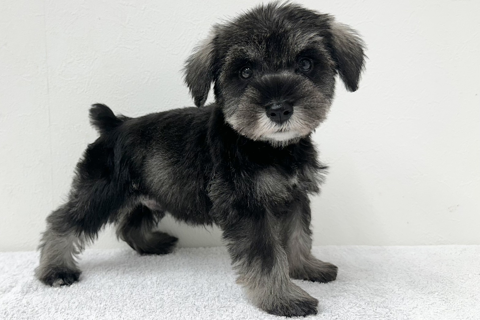 愛知県のミニチュアシュナウザー (ファミリーペット 鳴海店/2026年2月3日生まれ/男の子/ソルトペッパー)の子犬の4枚目の画像