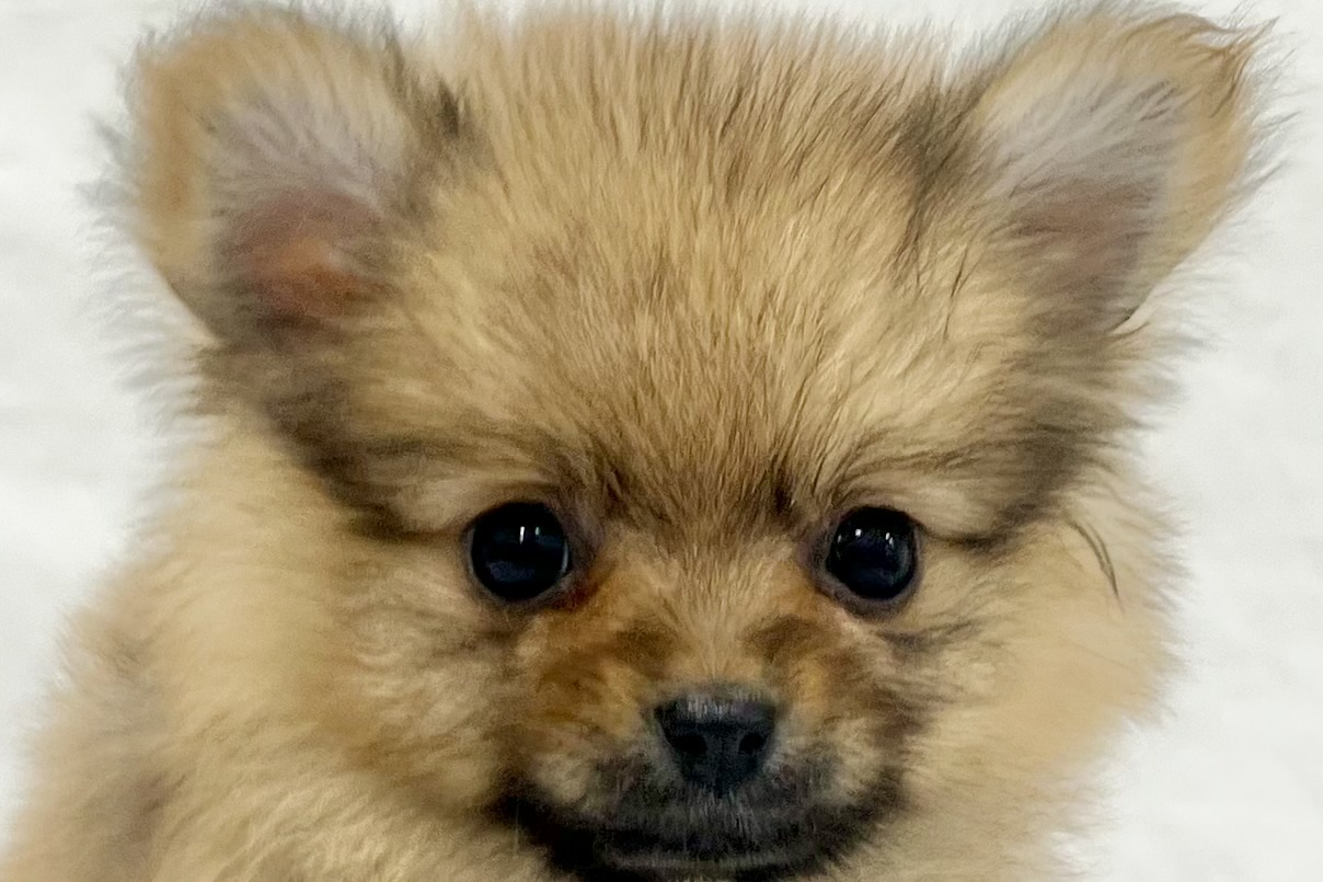 2026年2月4日生まれのポメラニアン