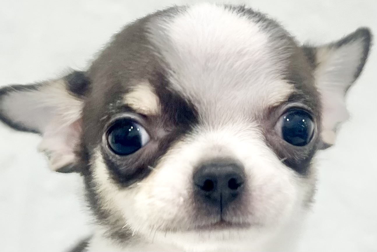 2026年2月2日生まれのチワワ(スムース)