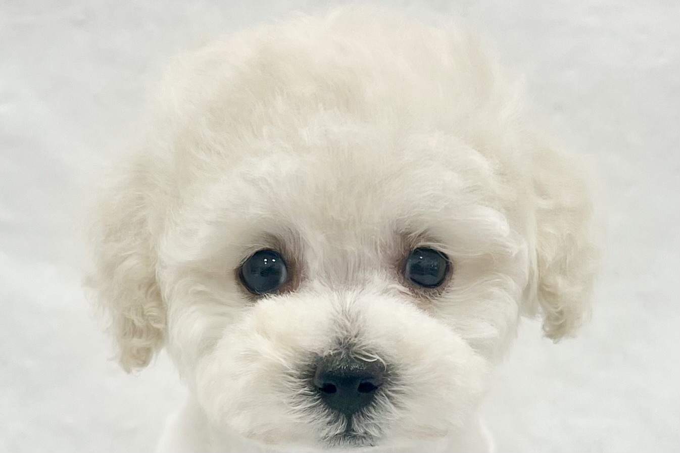 2026年2月4日生まれのトイプードル(トイ)