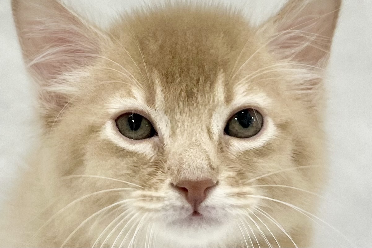 2026年1月30日生まれのソマリ