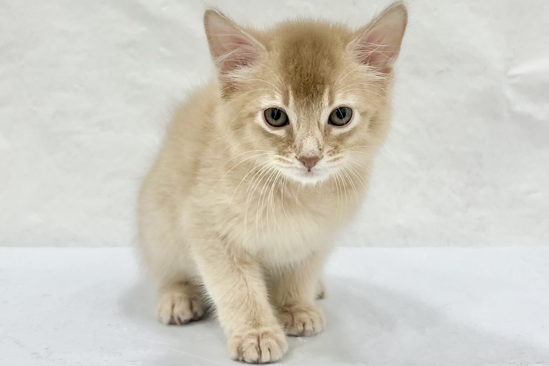 愛知県のソマリ (ファミリーペット リソラ大府店/2026年1月30日生まれ/男の子/フォーン)の子猫の2枚目の画像