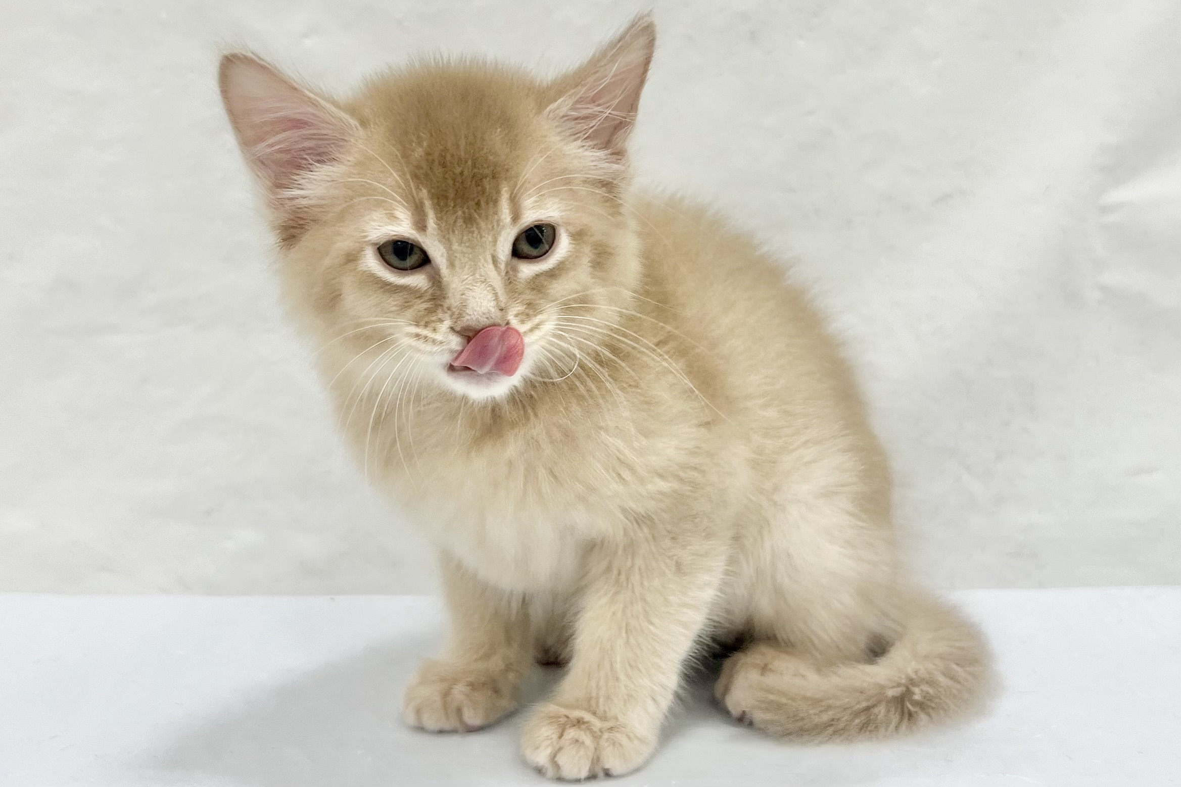 愛知県のソマリ (ファミリーペット リソラ大府店/2026年1月30日生まれ/男の子/フォーン)の子猫の3枚目の画像