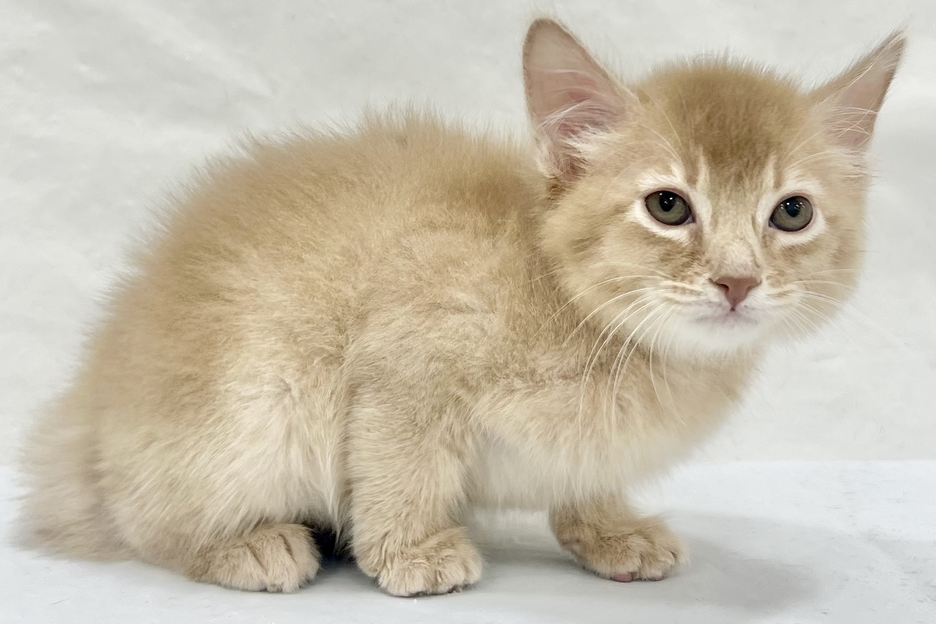 愛知県のソマリ (ファミリーペット リソラ大府店/2026年1月30日生まれ/男の子/フォーン)の子猫の4枚目の画像