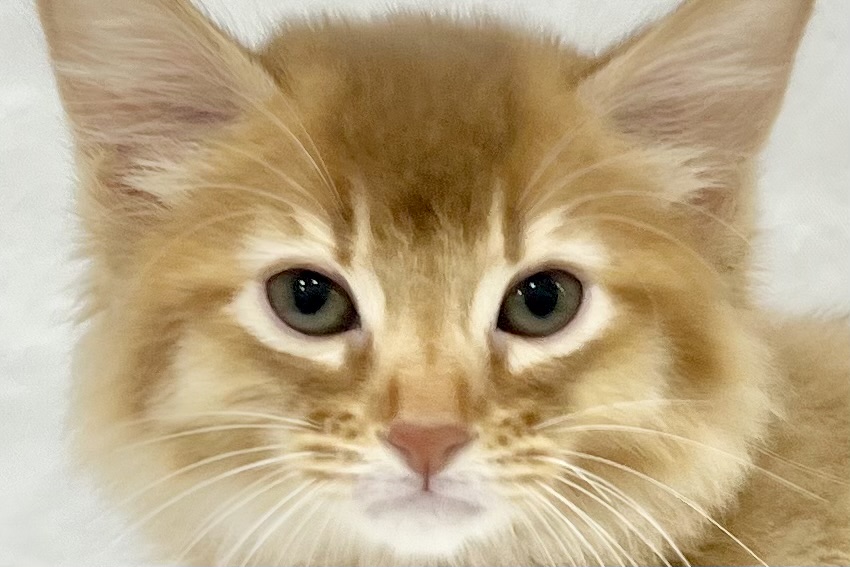 2026年1月30日生まれのソマリ