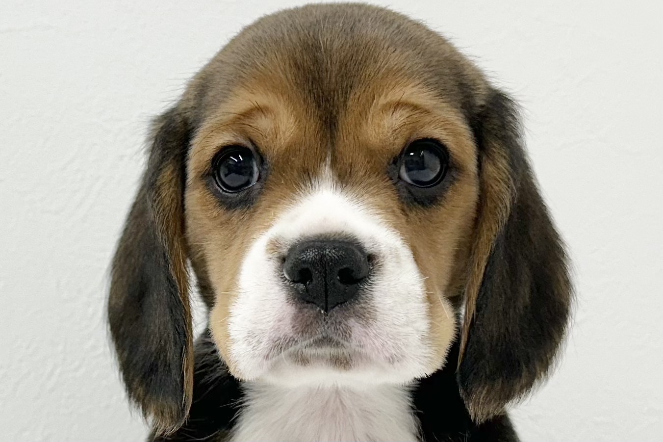 愛知県のハーフ犬・ミックス犬 (ファミリーペット 鳴海店/2026年2月3日生まれ/男の子/ブラックタンホワイト)の子犬の1枚目の画像