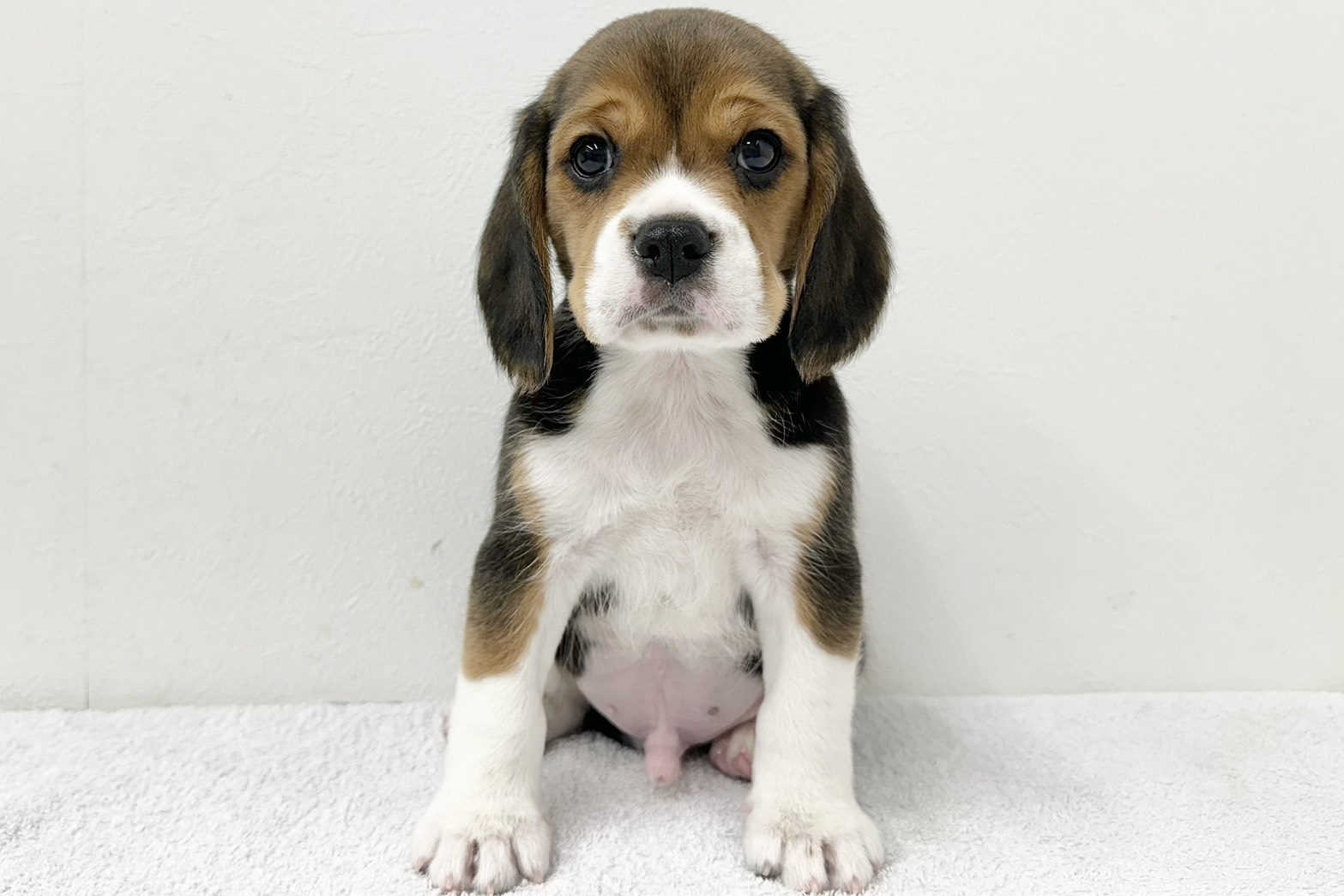 愛知県のハーフ犬・ミックス犬 (ファミリーペット 鳴海店/2026年2月3日生まれ/男の子/ブラックタンホワイト)の子犬の2枚目の画像